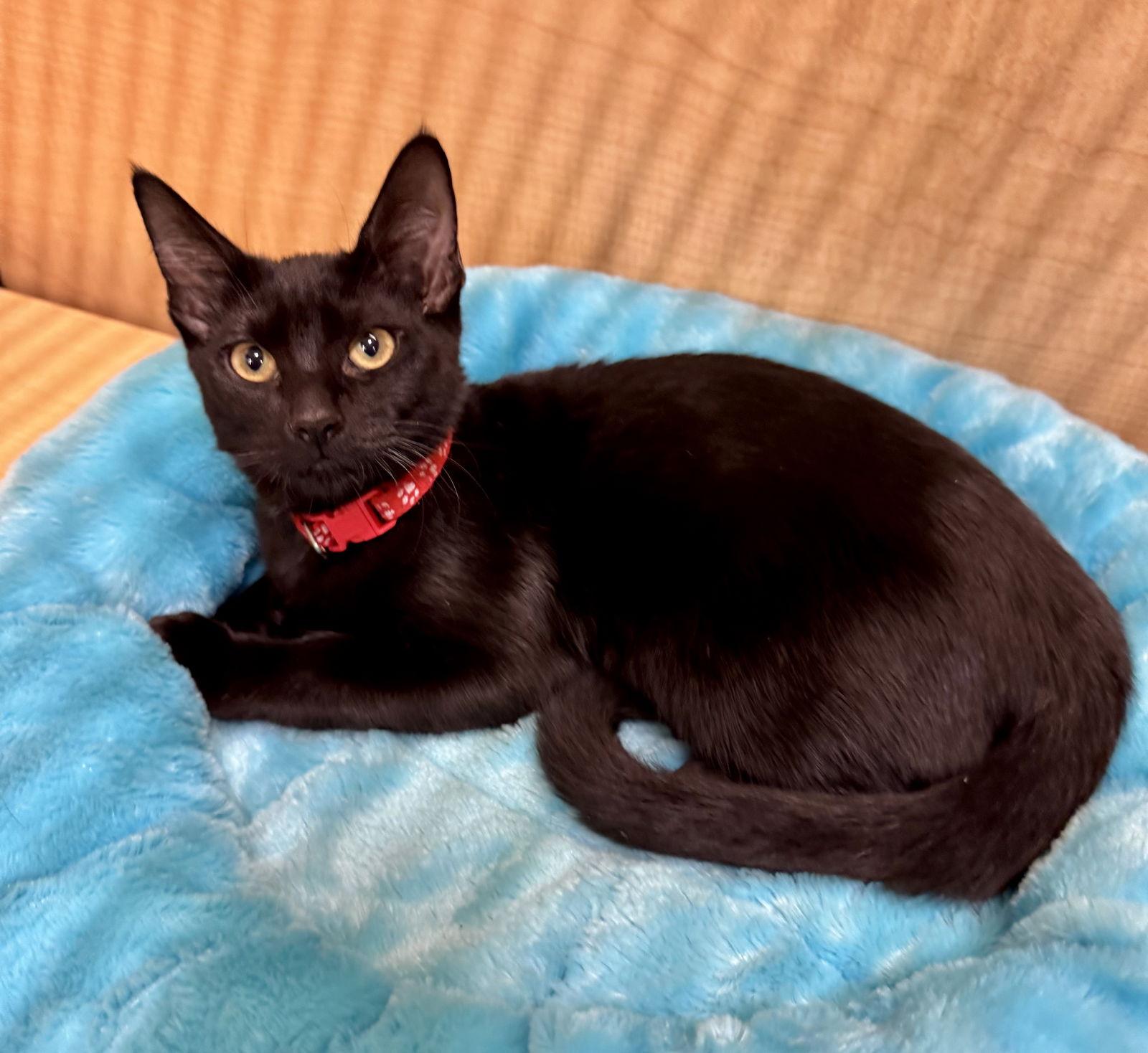 Fester, Adoptable, Kitten Male Domestic Short Hair.