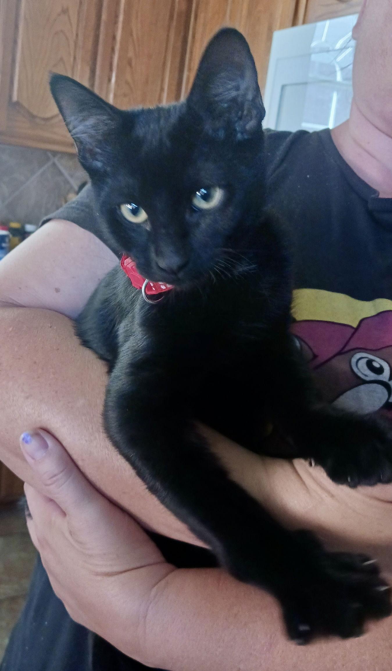 Fester, a Adoptable Domestic Short Hair in Arlington, TX image 2/3