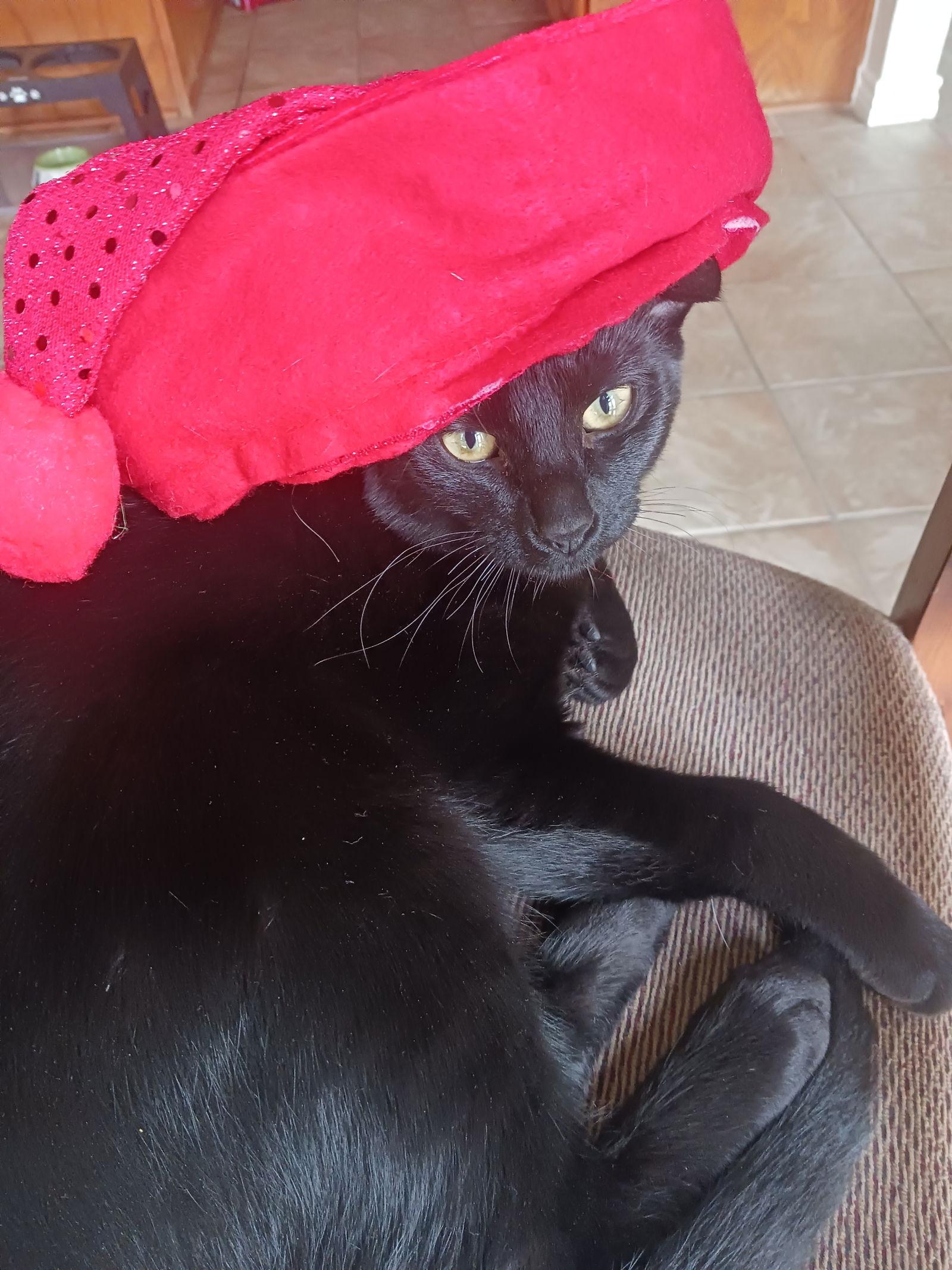 Fester, a Adoptable Domestic Short Hair in Arlington, TX image 3/3