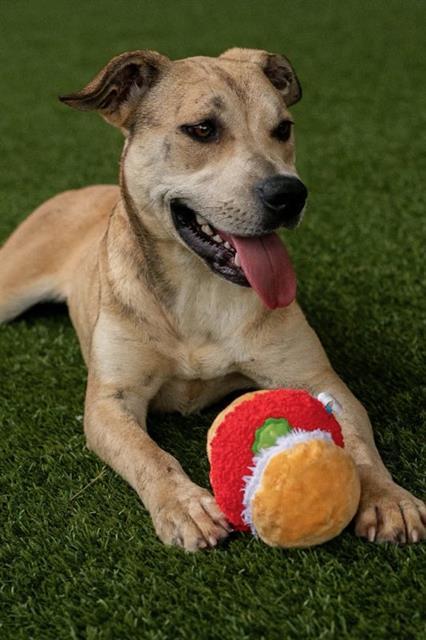 Enlarge CRESCENT, a Adoptable Labrador Retriever in Baytown, TX image 1/1