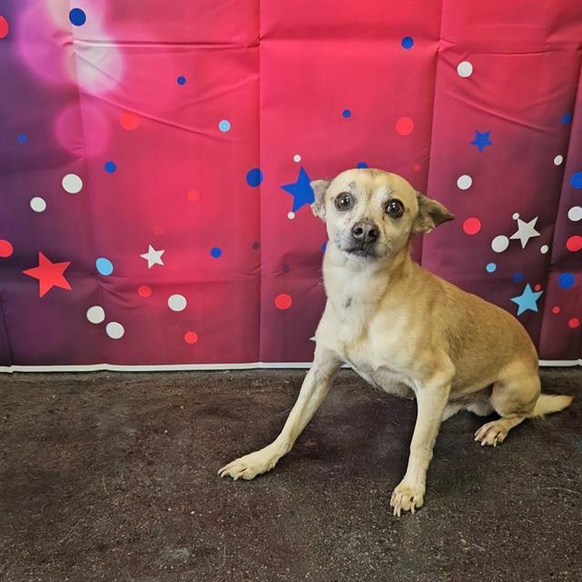 A011246, Adoptable, Adult Male Chihuahua.