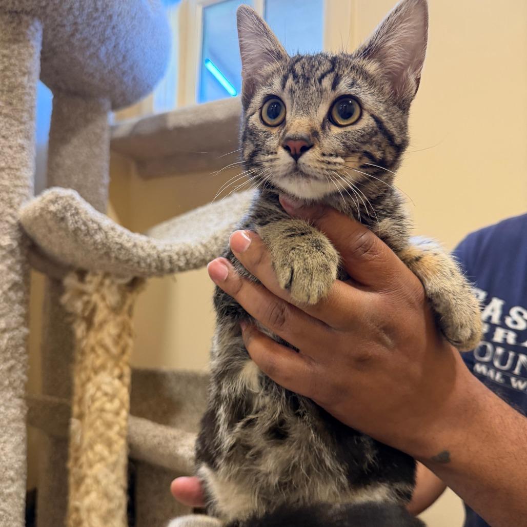 Rosalyn, a Adoptable Domestic Short Hair in Agoura Hills, CA image 1/6
