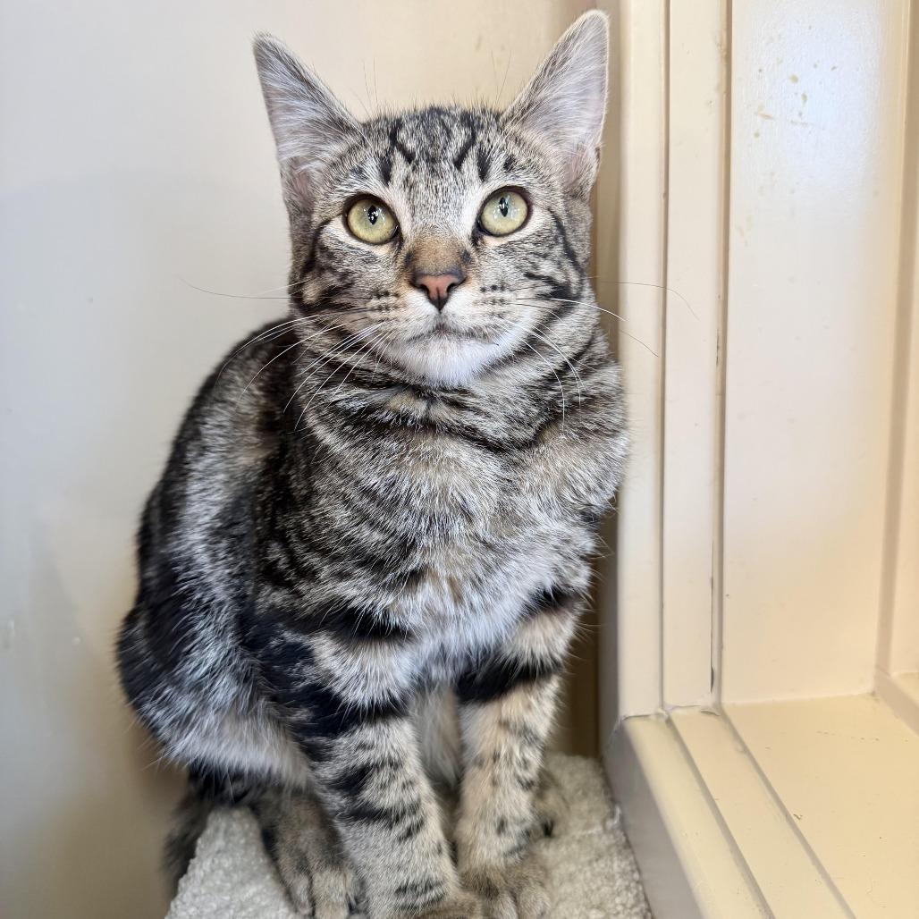 Rosalyn, a Adoptable Domestic Short Hair in Agoura Hills, CA image 2/6