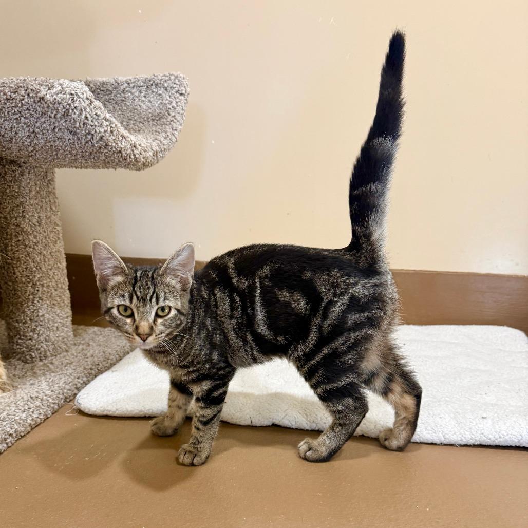 Rosalyn, a Adoptable Domestic Short Hair in Agoura Hills, CA image 5/6