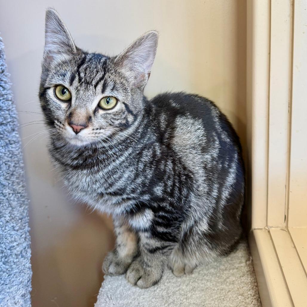 Rosalyn, a Adoptable Domestic Short Hair in Agoura Hills, CA image 6/6
