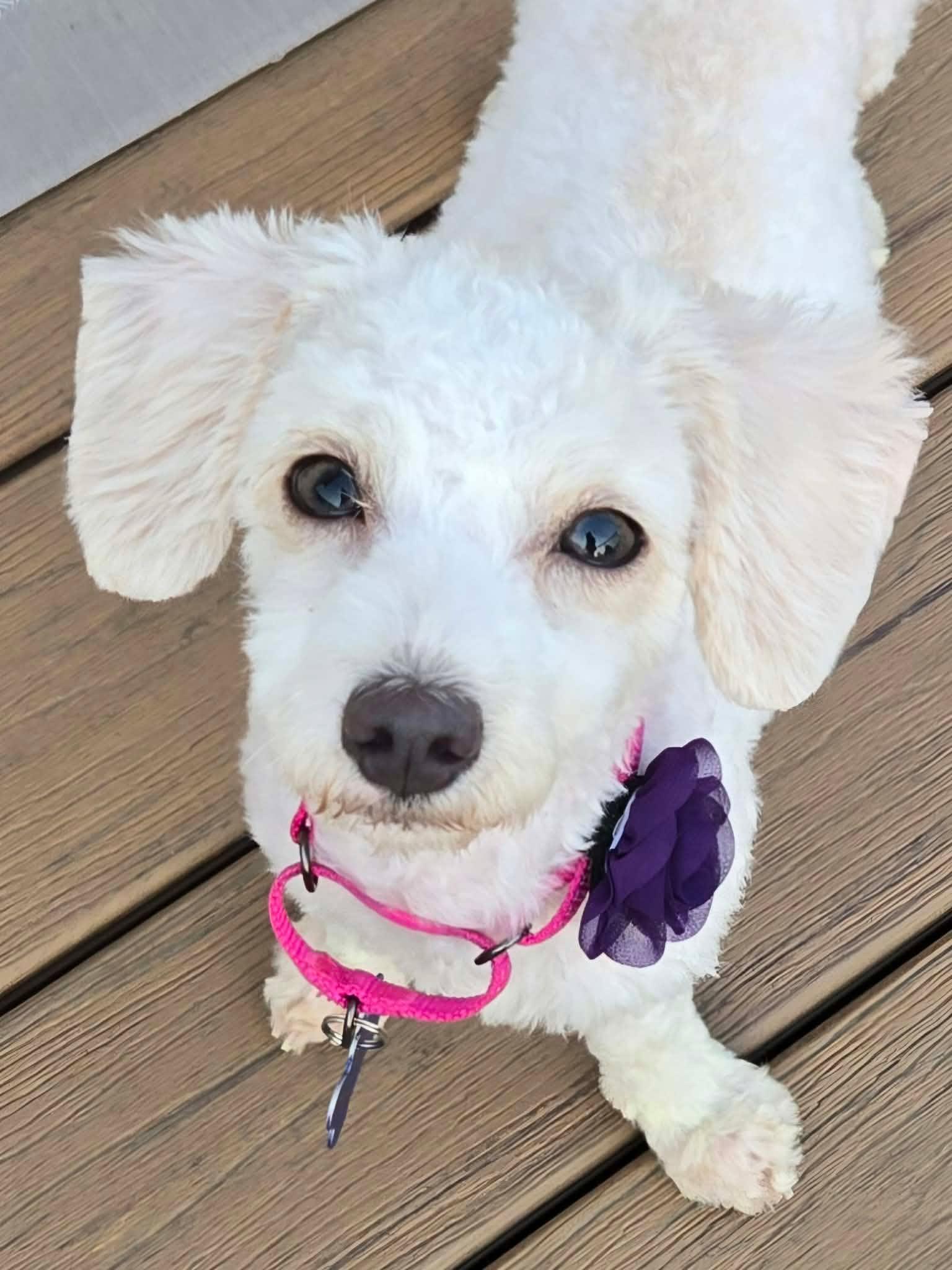 Dolly, adoptable, Young Female Maltese.