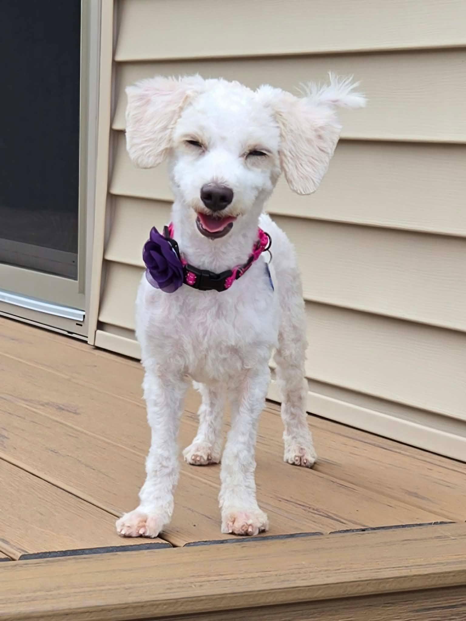 Enlarge Dolly, an adoptable mixed breed in De Pere, WI image 6/6