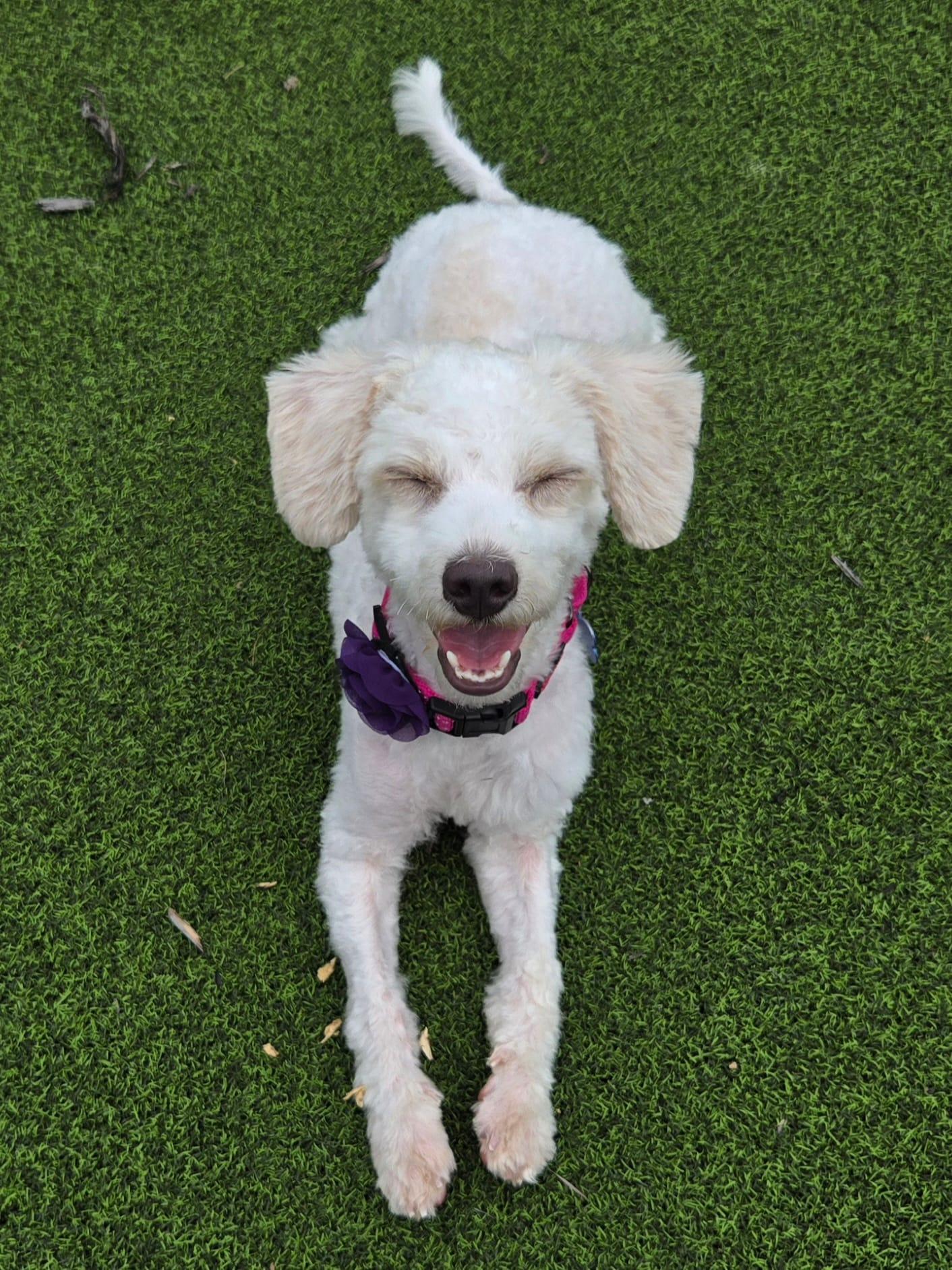 Enlarge Dolly, an adoptable mixed breed in De Pere, WI image 3/6
