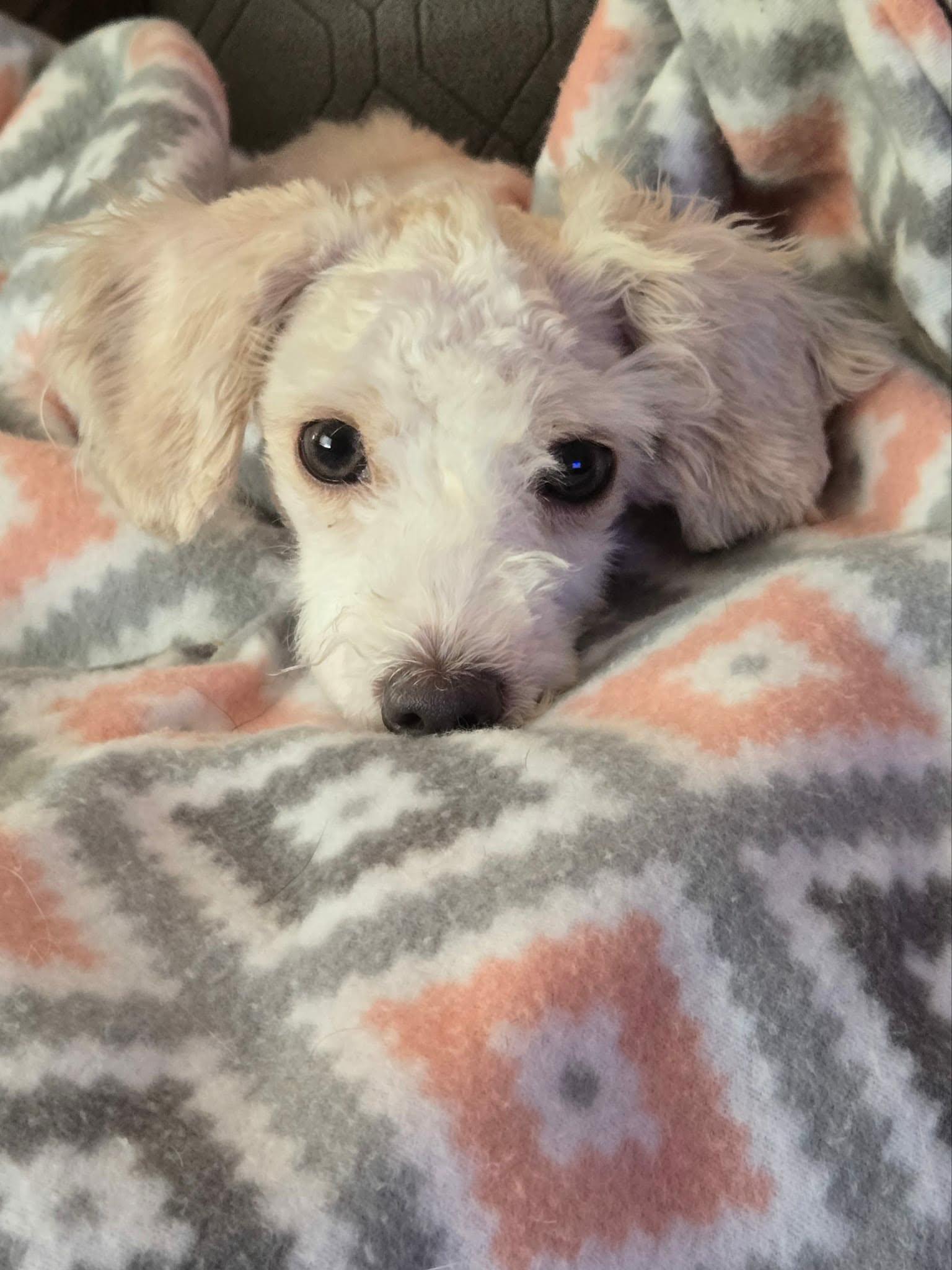 Enlarge Dolly, an adoptable mixed breed in De Pere, WI image 2/6