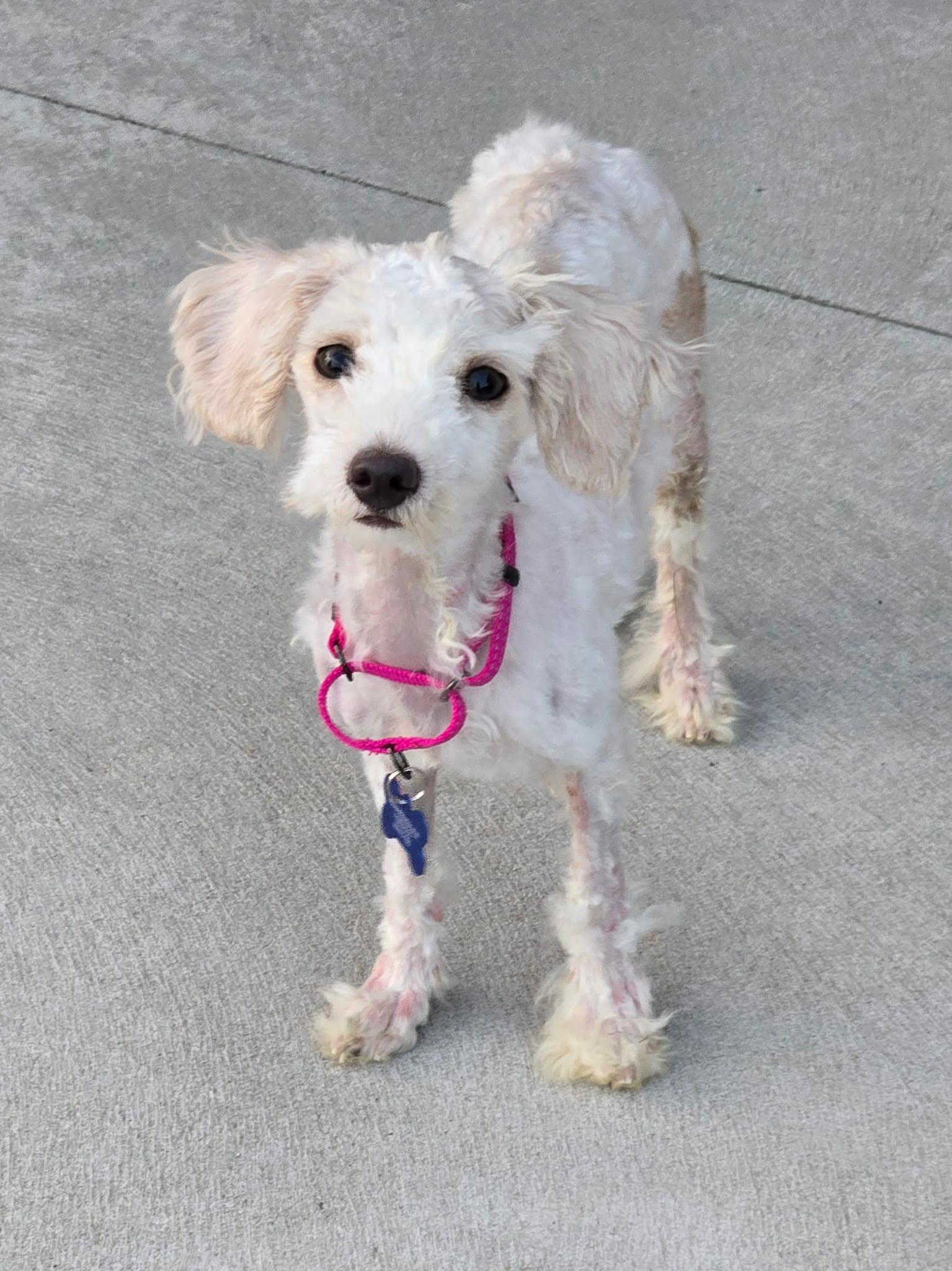 Enlarge Dolly, an adoptable mixed breed in De Pere, WI image 5/6