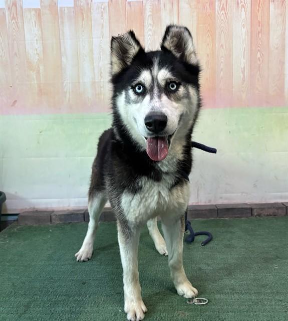 OBIE, Adoptable, Adult Male Siberian Husky.