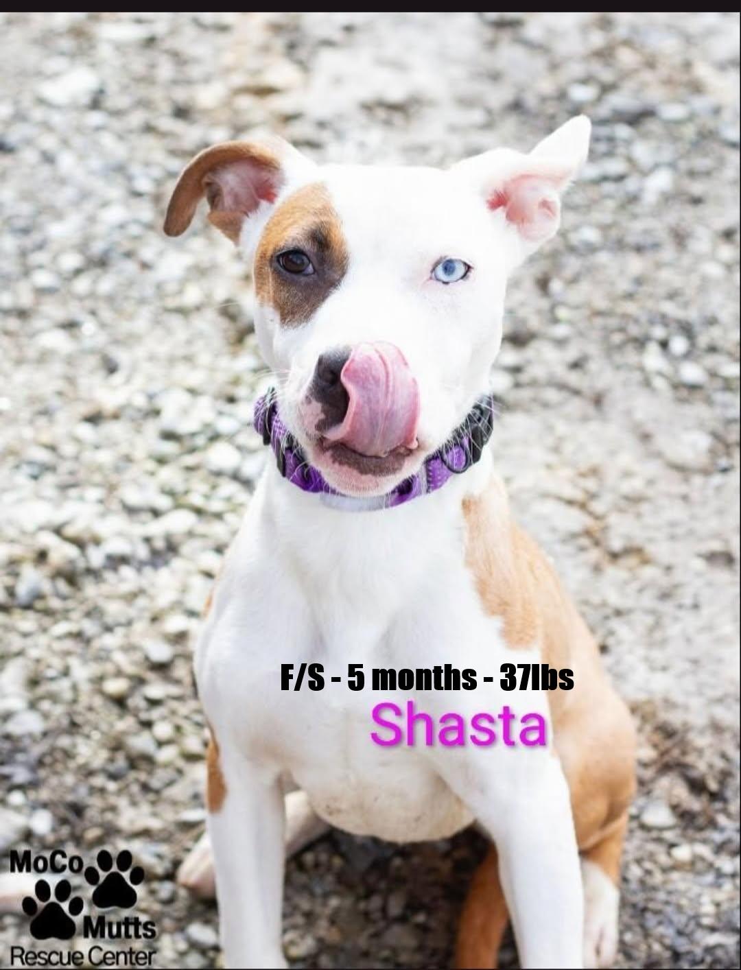 Enlarge Shasta - arriving 2/21/26 around 10 am, a Adoptable mixed breed in Chardon, OH image 1/1