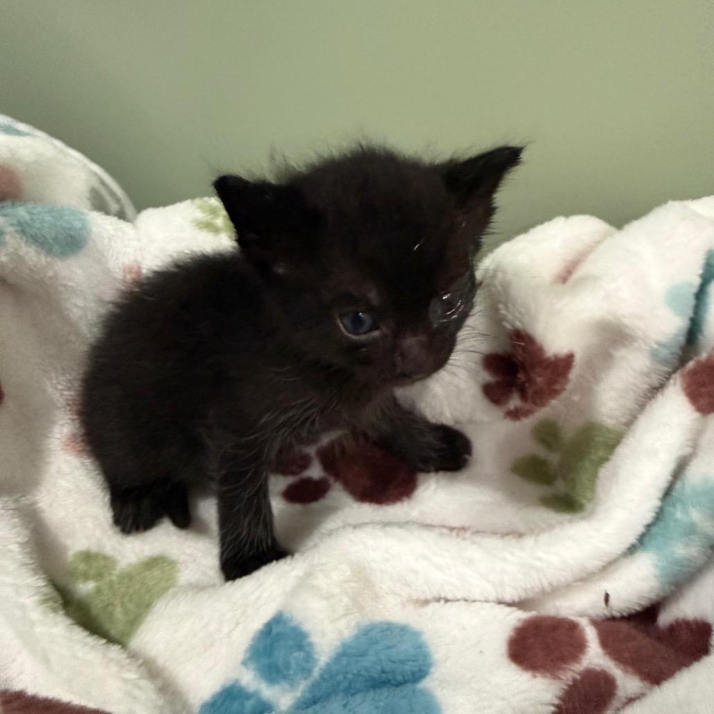 Blackbeard - Blue Collar, Adoptable, Kitten Male Domestic Short Hair.