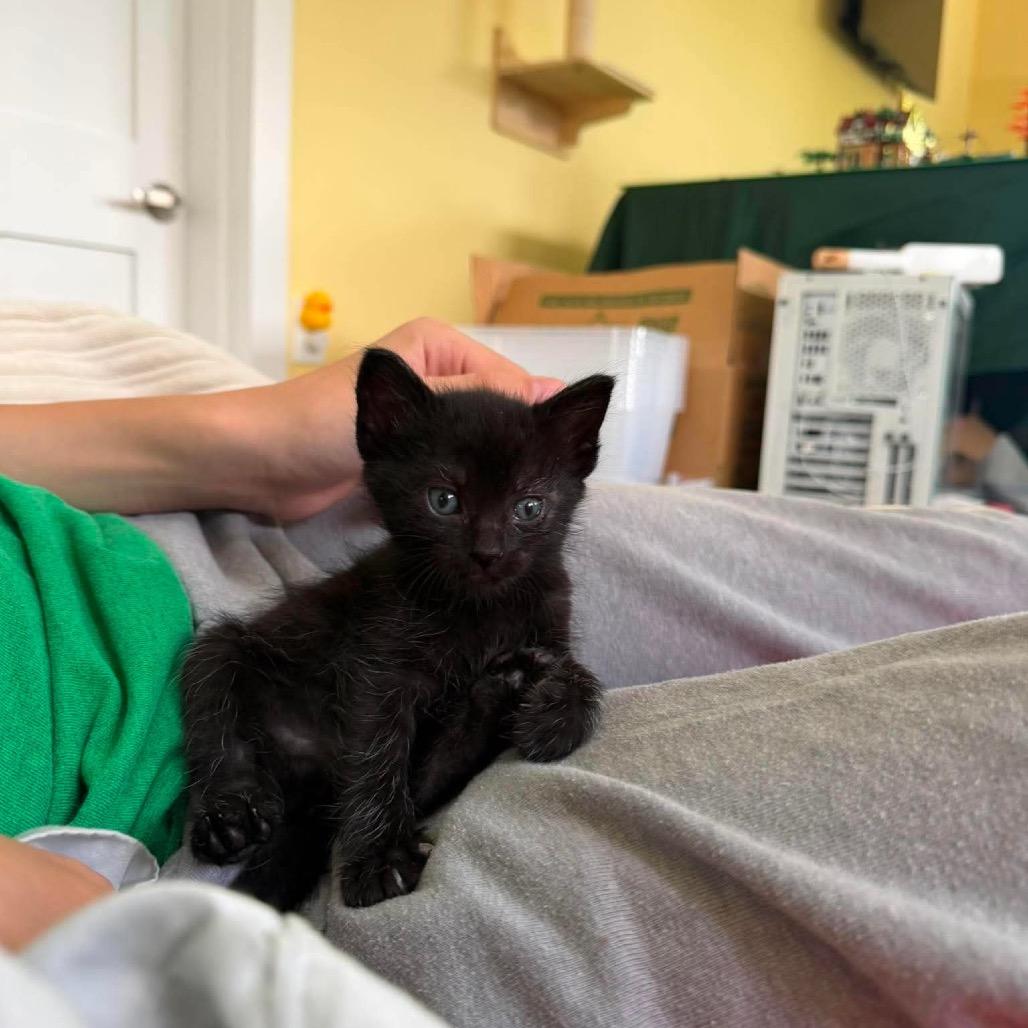 Enlarge Blackberry, a Adoptable Domestic Short Hair in Ferndale, WA image 2/3