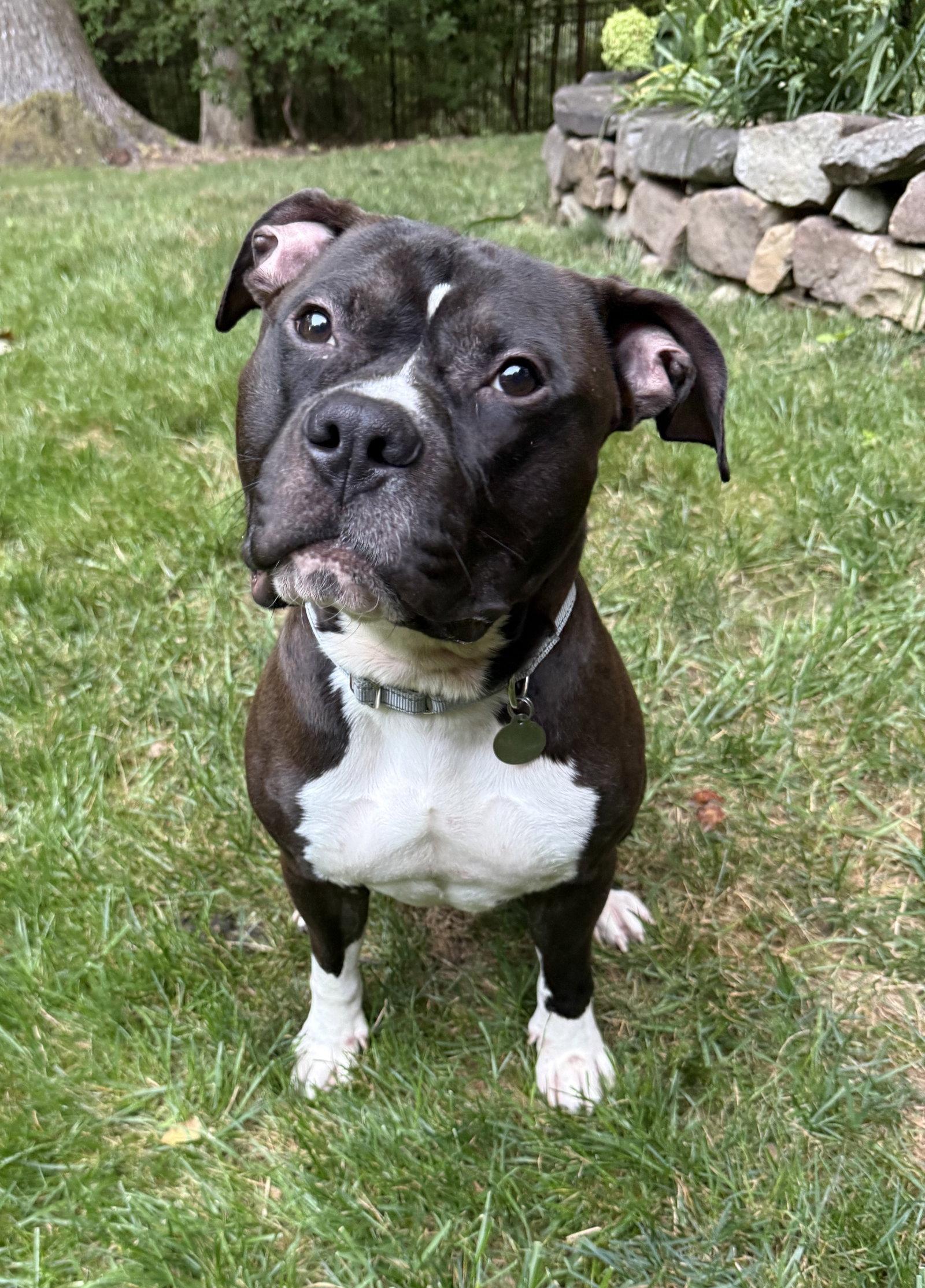 Ace, Adoptable, Young Male Pit Bull Terrier.