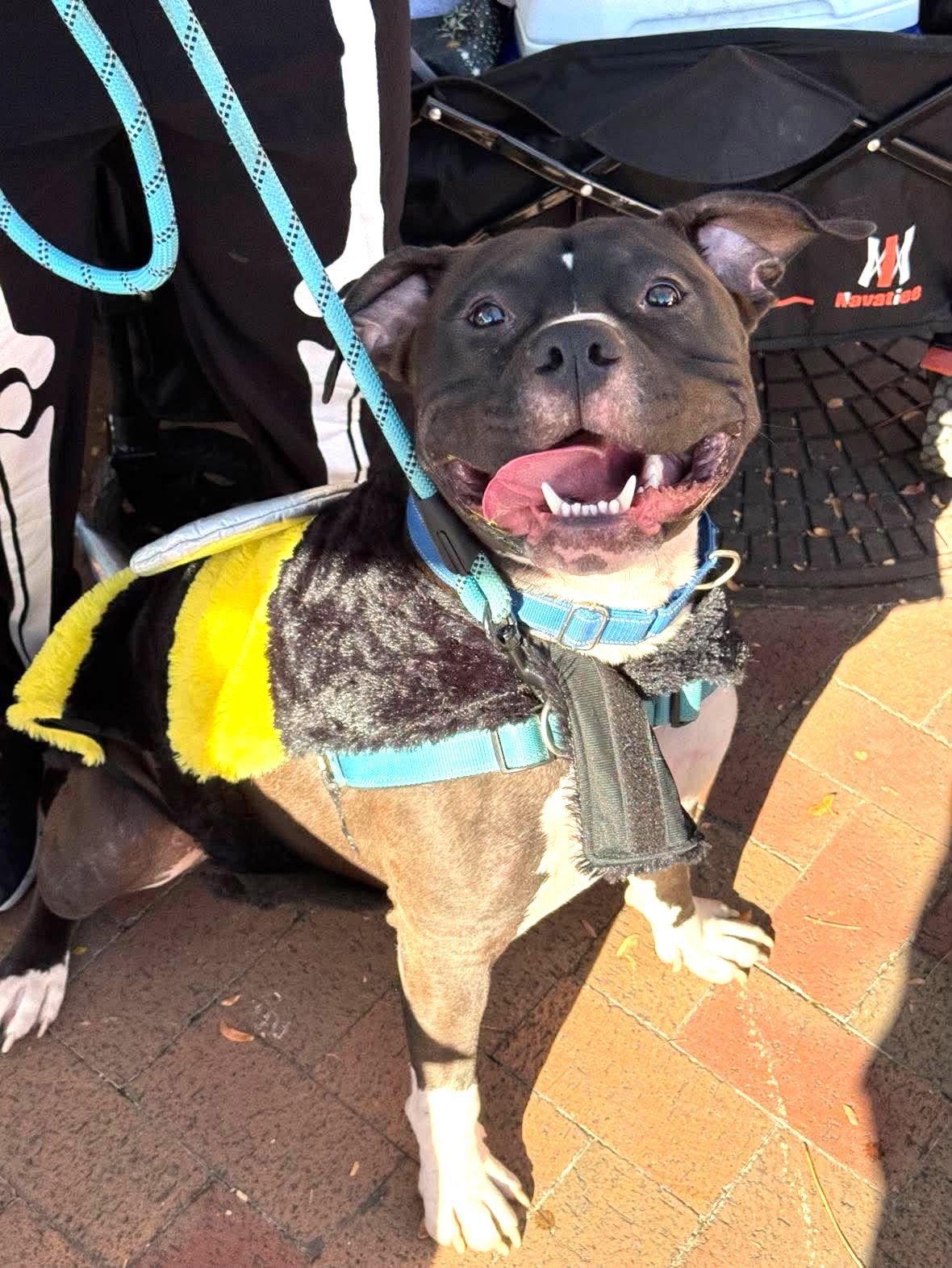 Ace, Adoptable, Young Male Pit Bull Terrier.