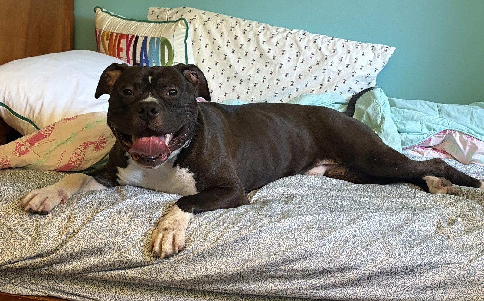 Enlarge Ace, a Adoptable Pit Bull Terrier in Rockville, MD image 2/3