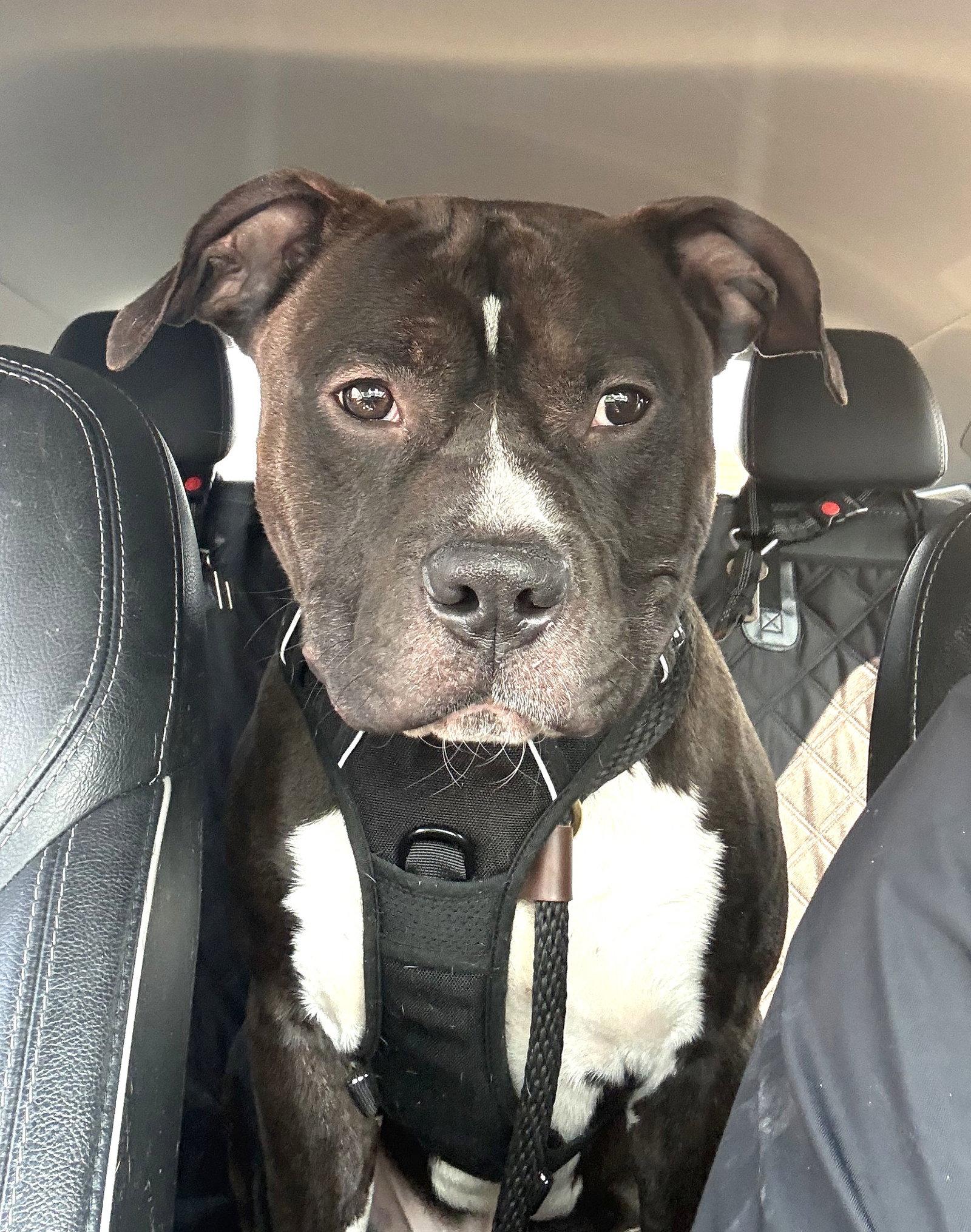 Enlarge Ace, a Adoptable Pit Bull Terrier in Rockville, MD image 3/3