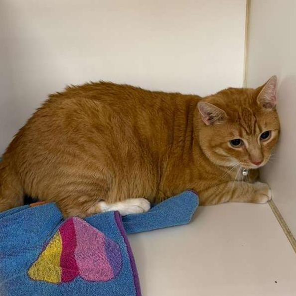 Socks, Adoptable, Adult Male Domestic Short Hair.