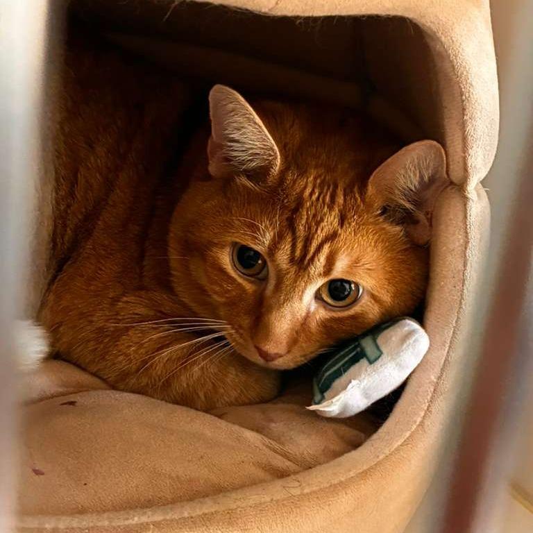 Socks, a Adoptable Domestic Short Hair in Gadsden, AL image 2/2