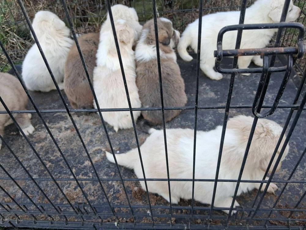 Enlarge 8 Golden Pyr Gaylene  copy #7, a Adopted mixed breed in Aurora, IN image 1/3