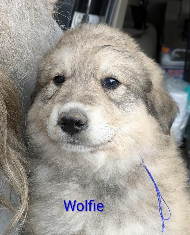 Enlarge 8 Golden Pyr Gaylene  copy #7, a Adopted mixed breed in Aurora, IN image 2/3