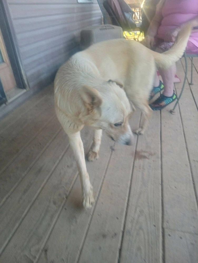 Enlarge 8 Golden Pyr Gaylene  copy #7, a Adopted mixed breed in Aurora, IN image 3/3