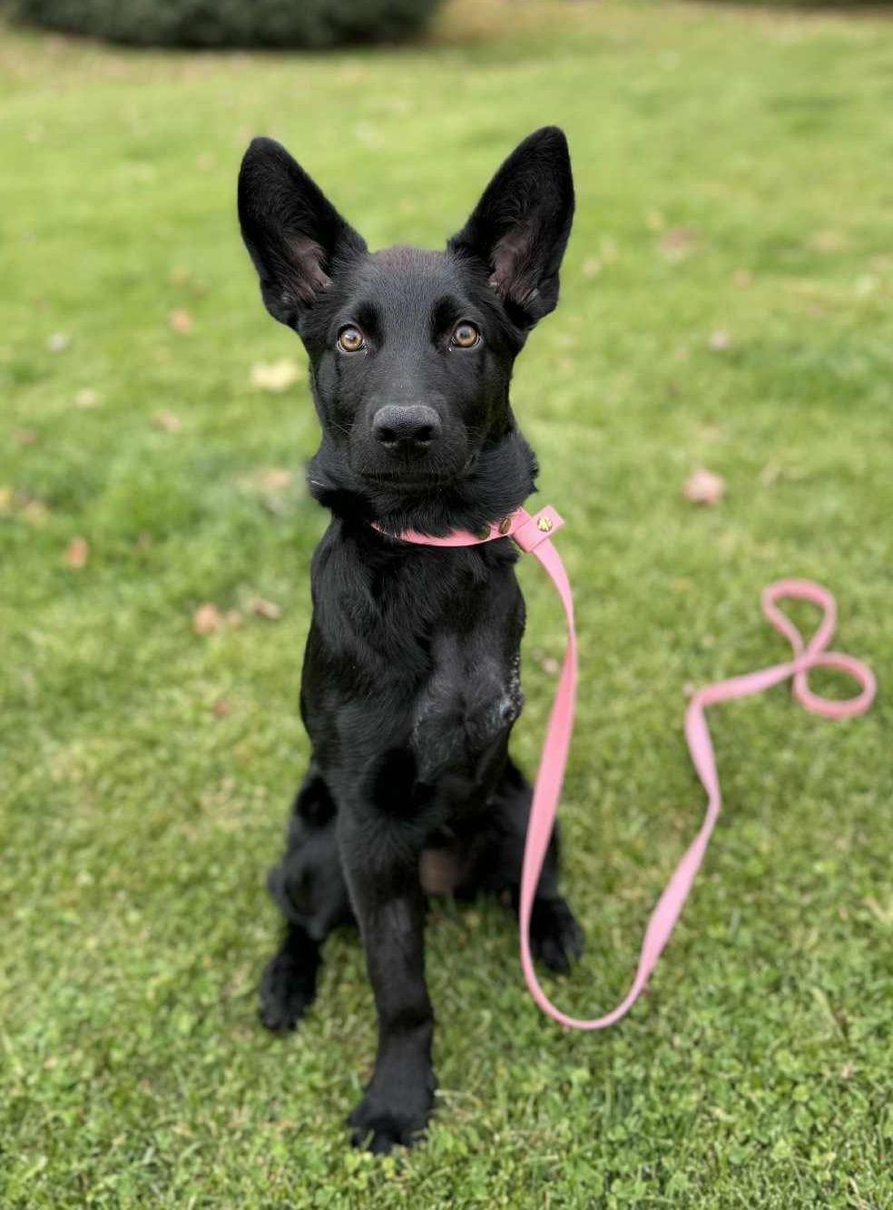 Hera