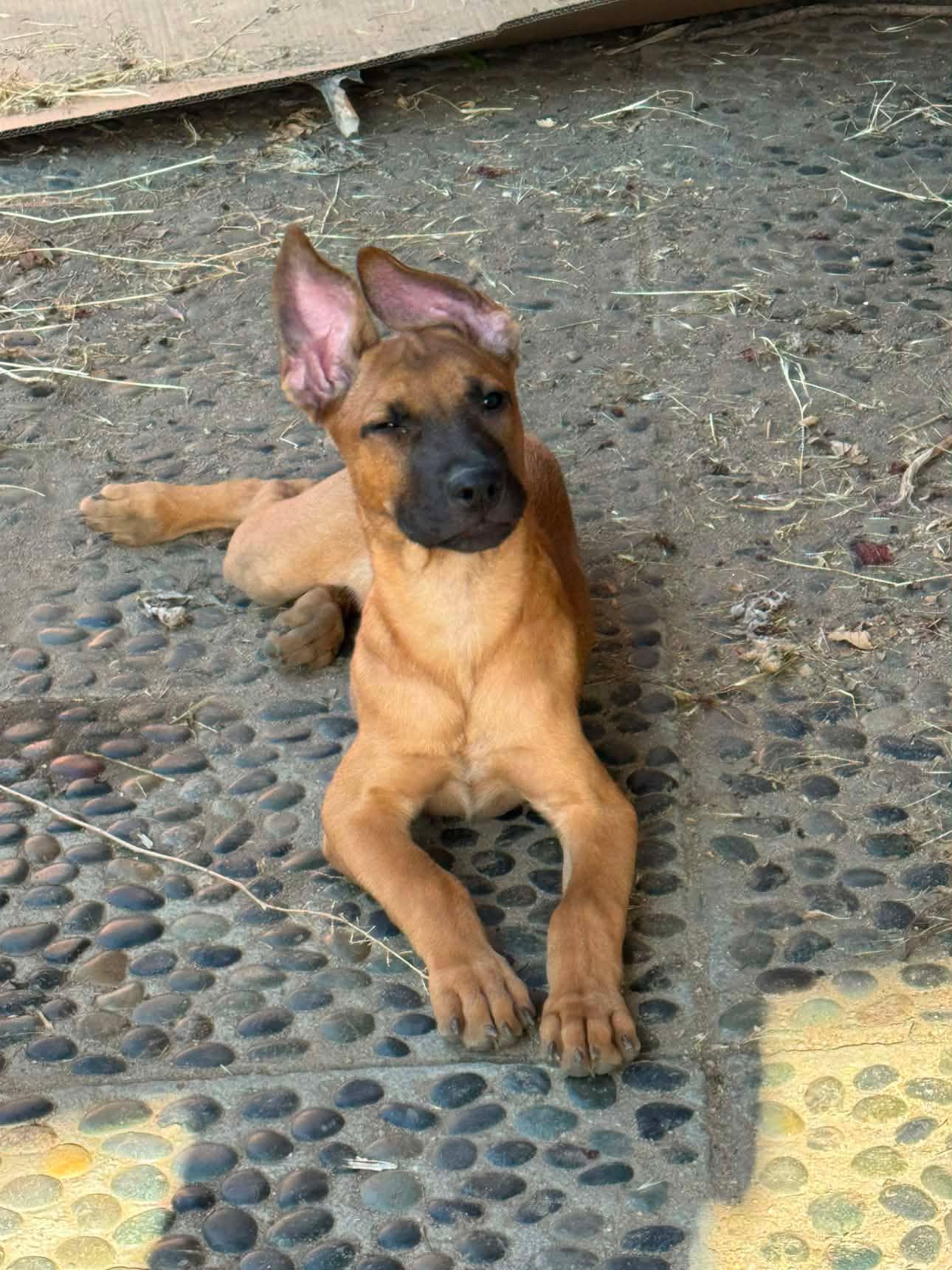 Reaper, a Adoptable mixed breed in San Diego, CA image 2/4