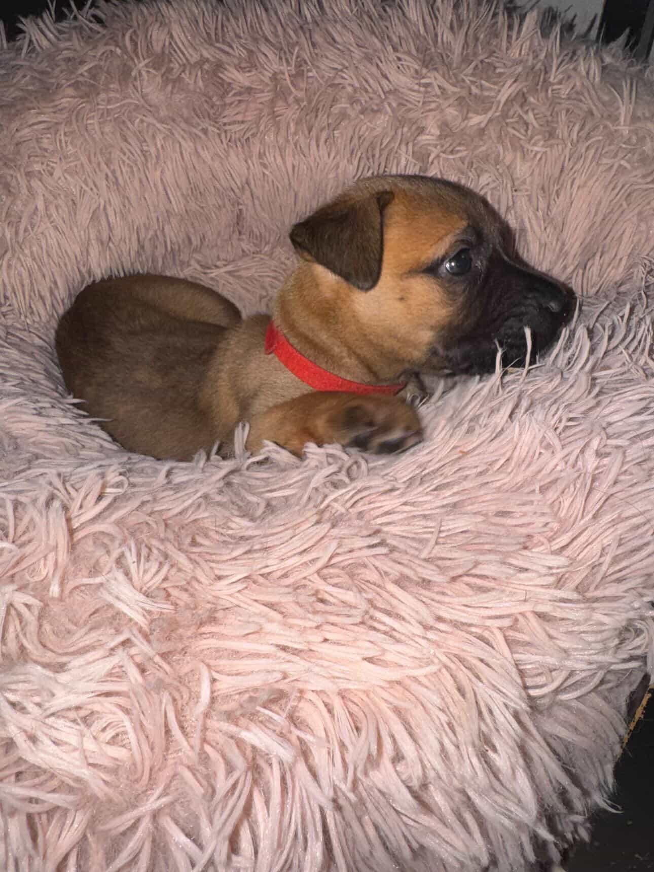 Reaper, a Adoptable mixed breed in San Diego, CA image 3/4