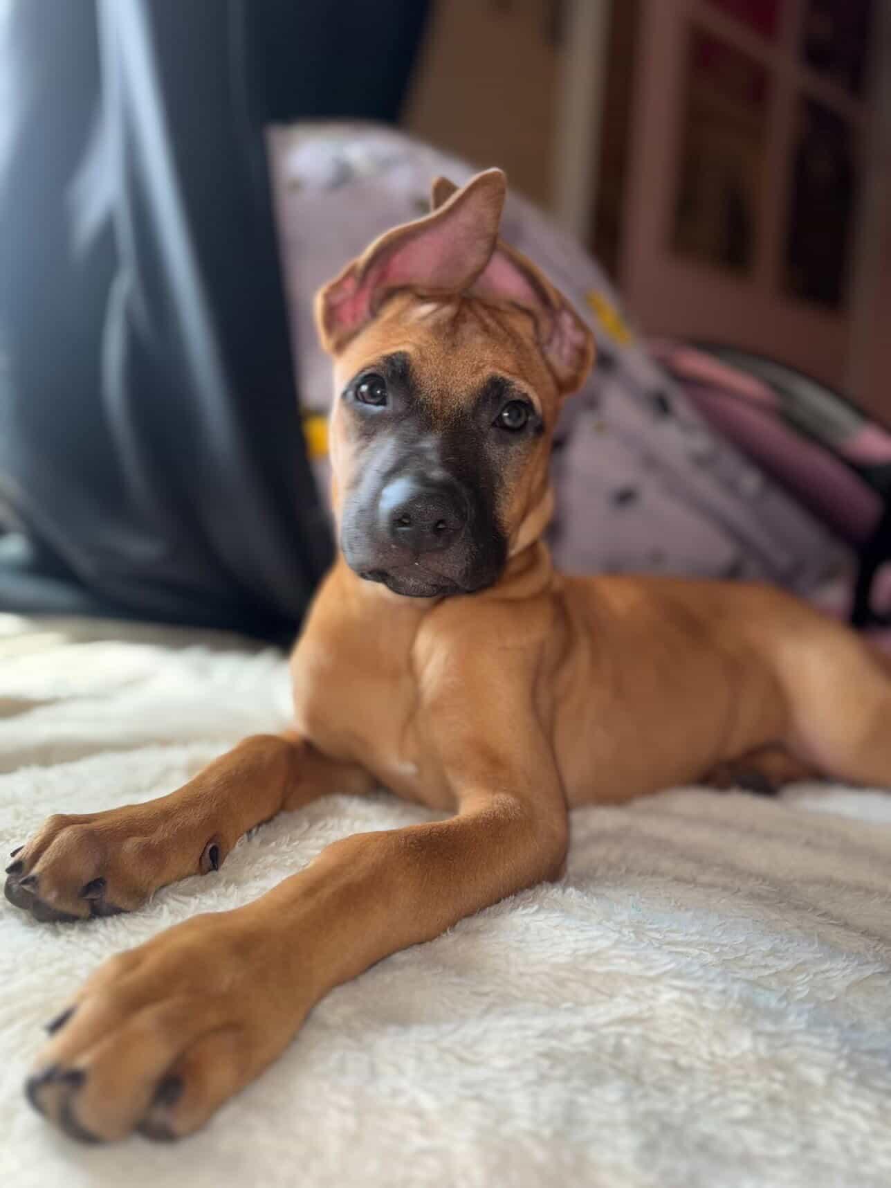 Reaper, a Adoptable mixed breed in San Diego, CA image 1/4