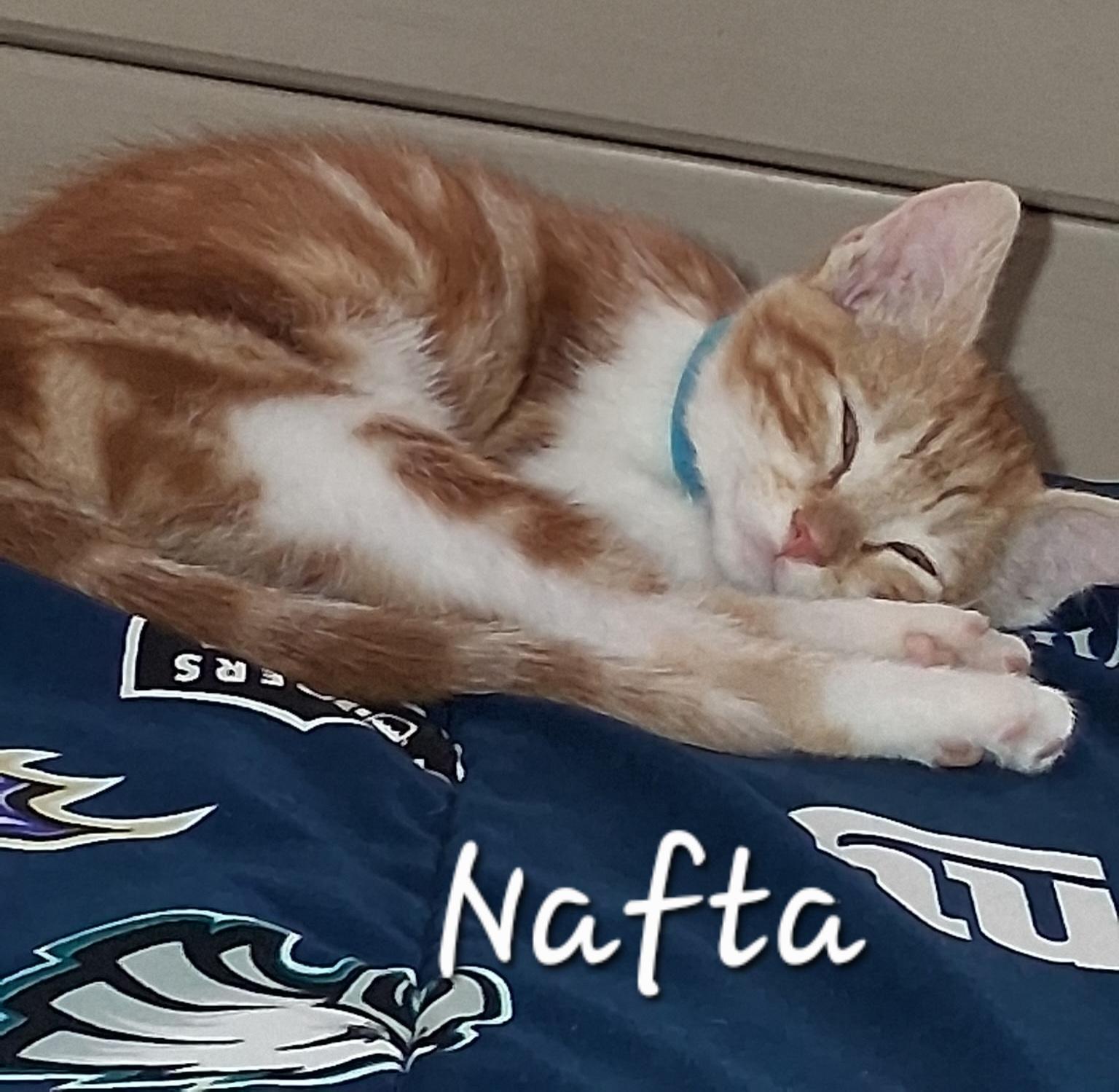 Nafta, ADOPTABLE, Kitten Male Domestic Short Hair.