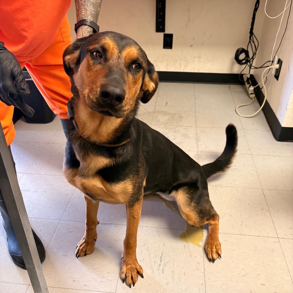 Enlarge (CCSO) Roxy, a Adoptable Shepherd in Douglas, AZ image 1/1