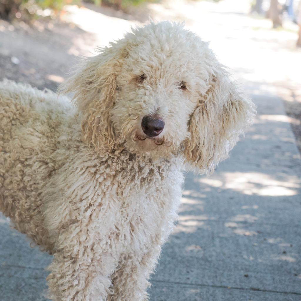 Standard Poodles for Adoption in Pearl City, Hawaii | Petfinder