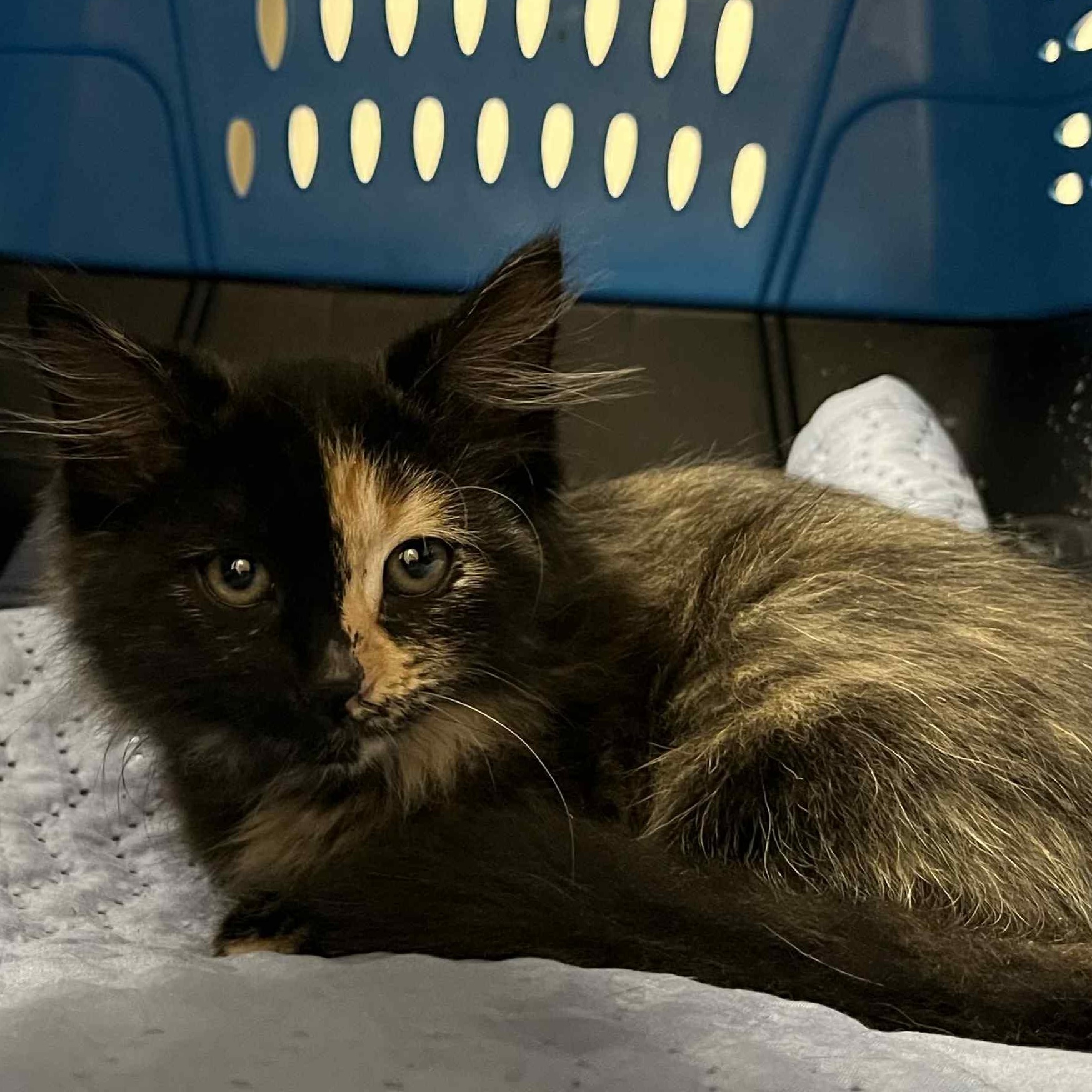 Alexis, Adopted, Kitten Female Domestic Long Hair & Tortoiseshell.