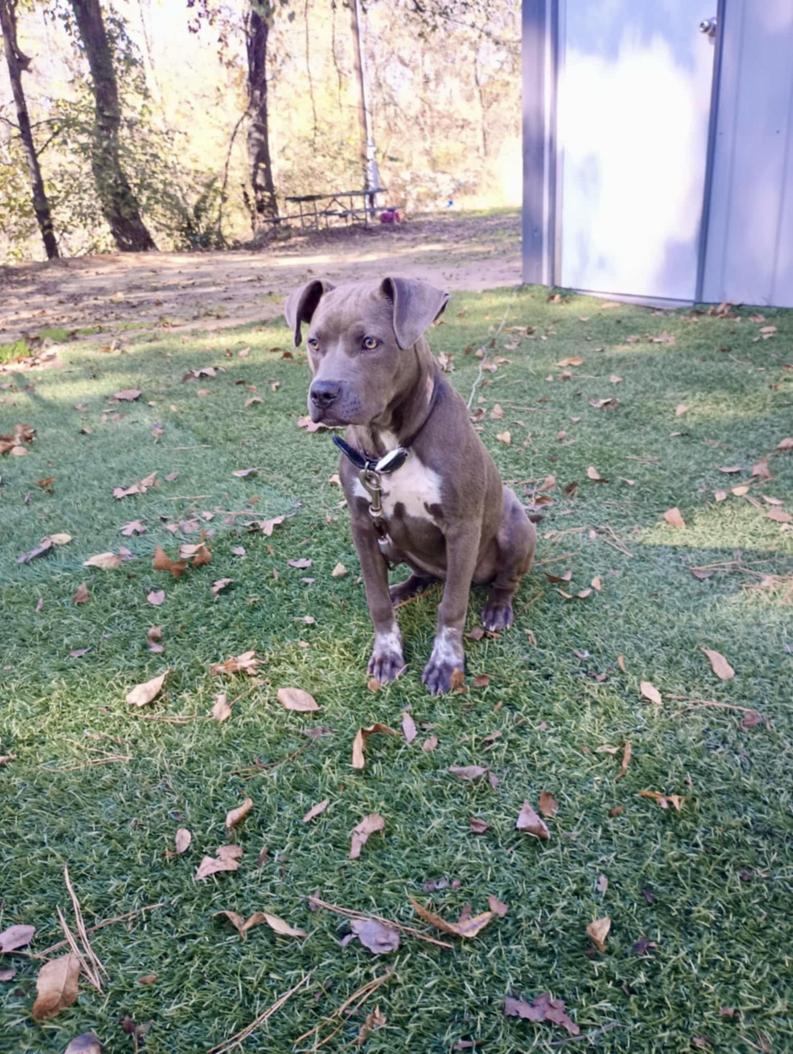 Enlarge ISABELLA, a Adopted American Staffordshire Terrier in Tulsa, OK image 1/3