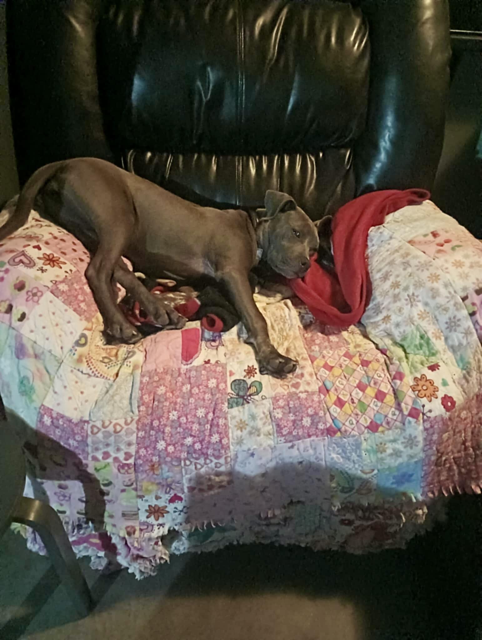 ISABELLA, Adopted, Young Female American Staffordshire Terrier.