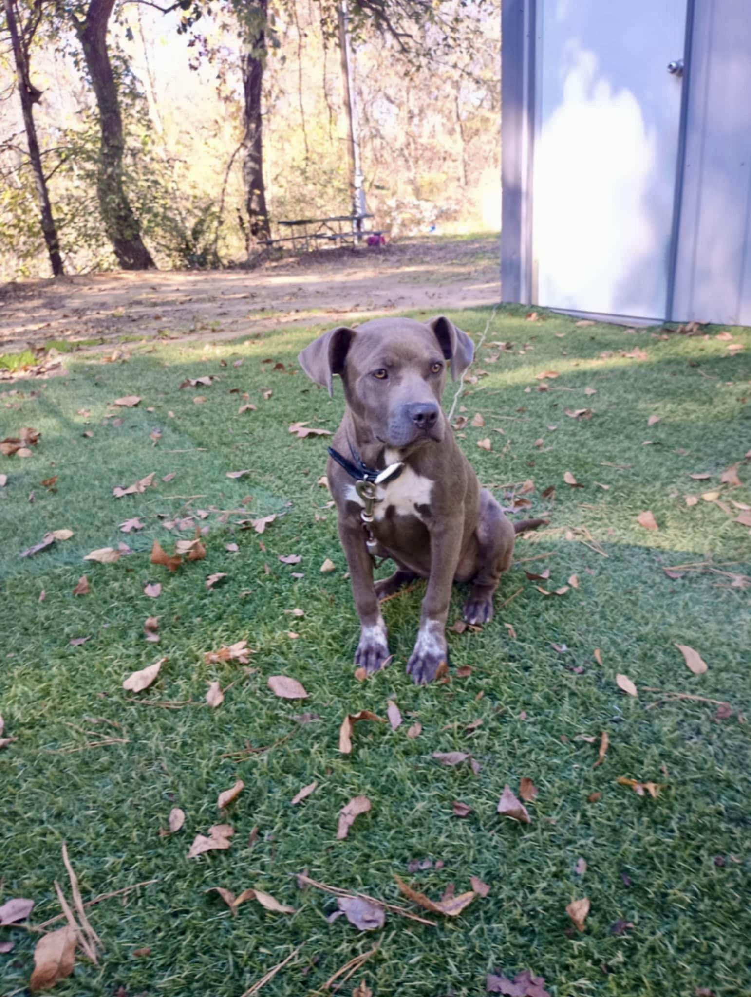 Enlarge ISABELLA, a Adopted American Staffordshire Terrier in Tulsa, OK image 3/3
