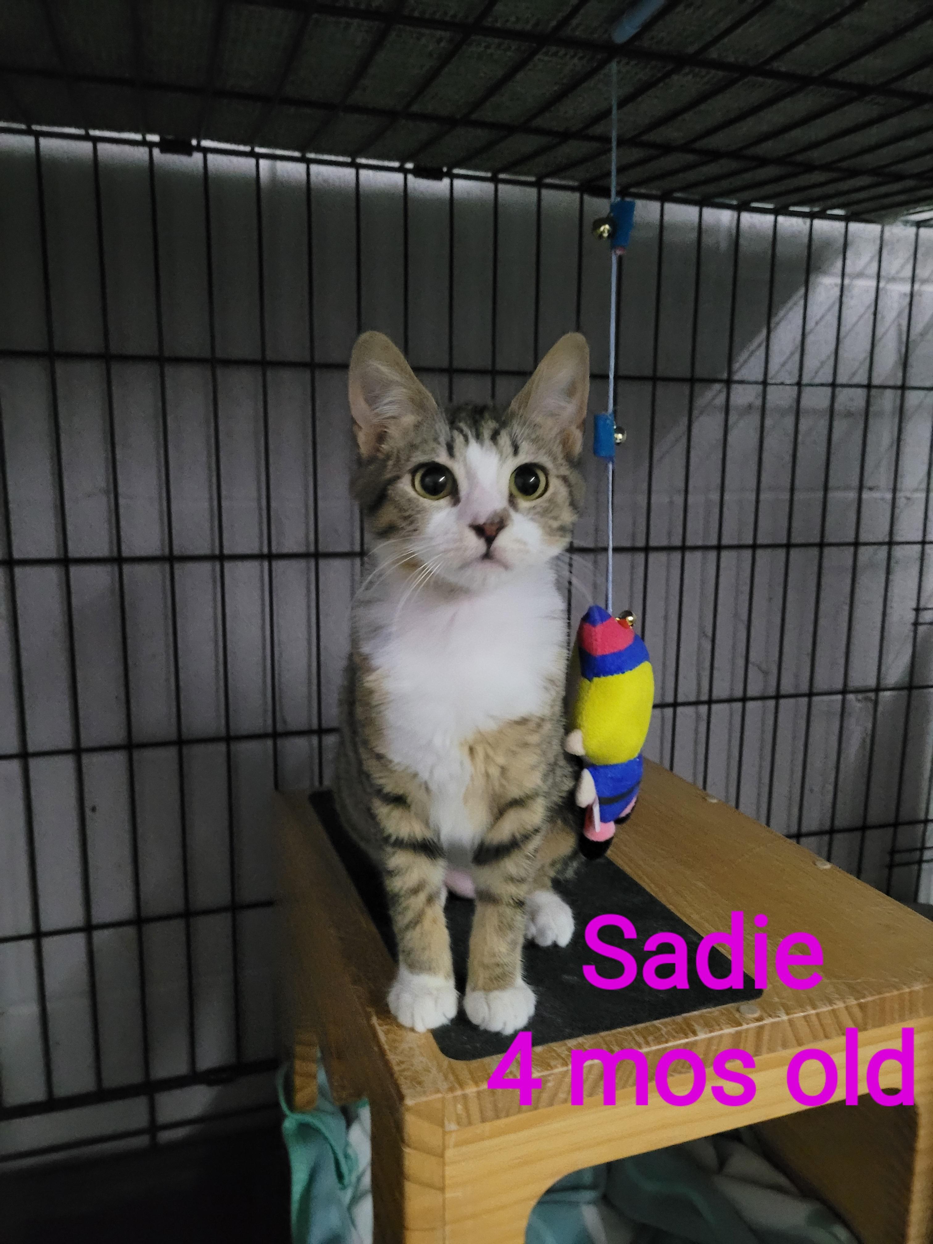 Enlarge Sadie, an adopted American Shorthair in Mount Pleasant, SC image 1/1