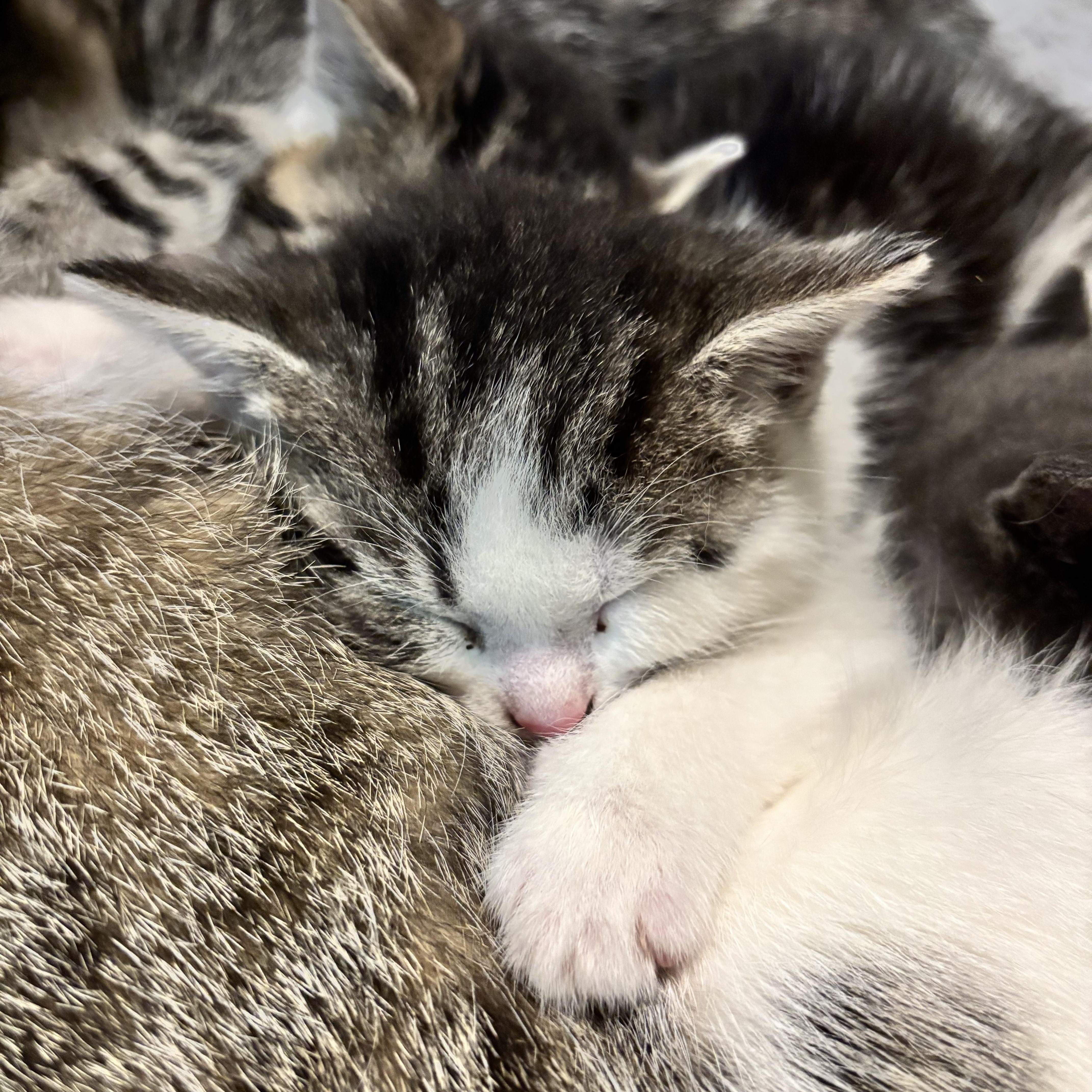 Uma, adopted, Kitten Female Domestic Short Hair.