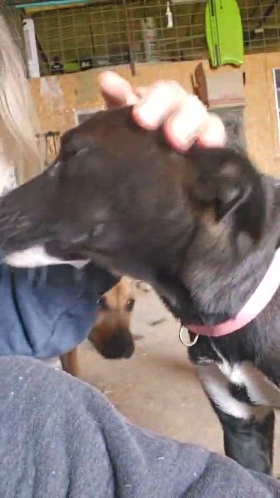 Enlarge Keeley, a Adoptable Border Collie in Eagan, MN video 4/6