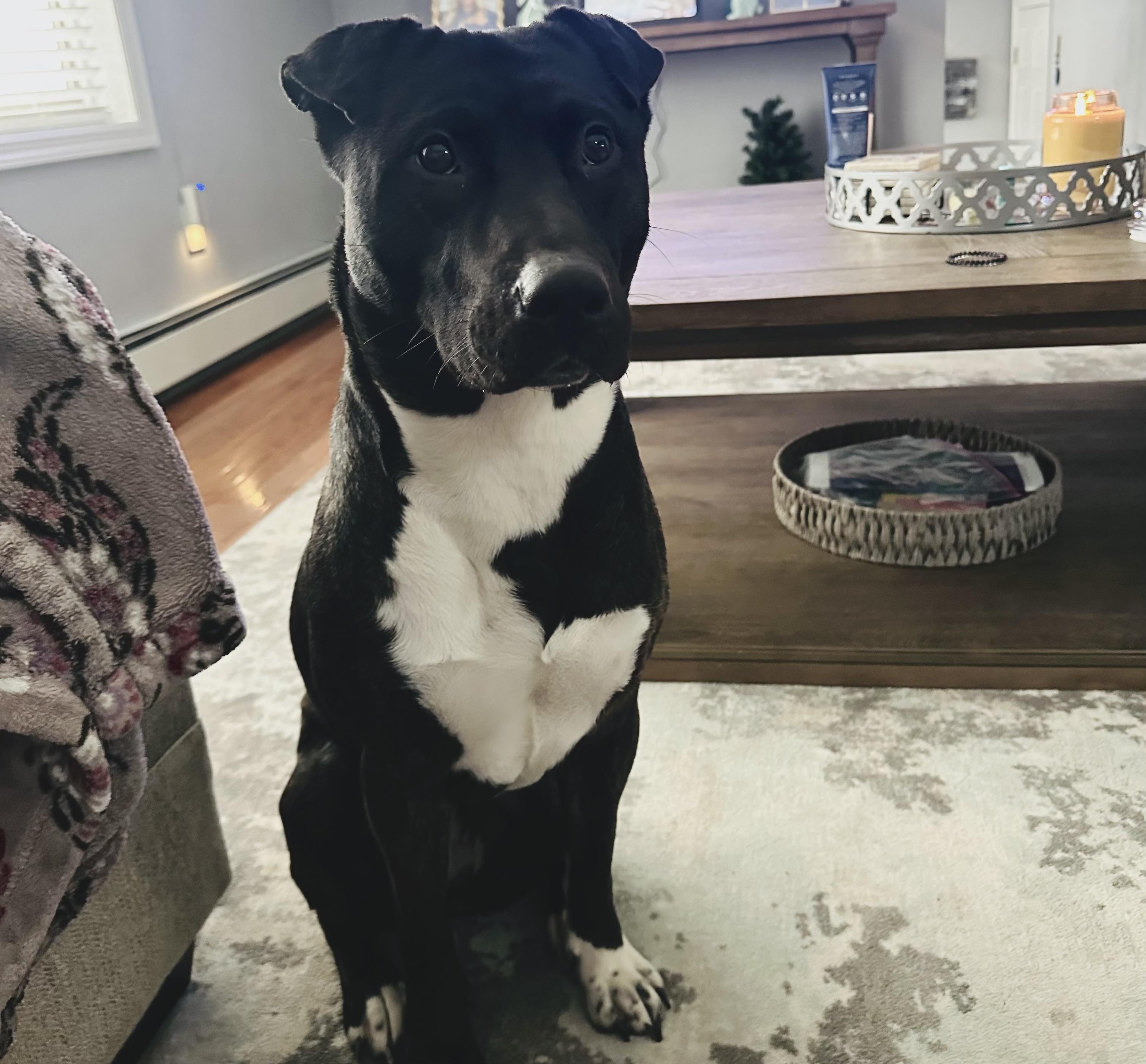 Chloe , ADOPTABLE, Young Female American Bulldog & Terrier.