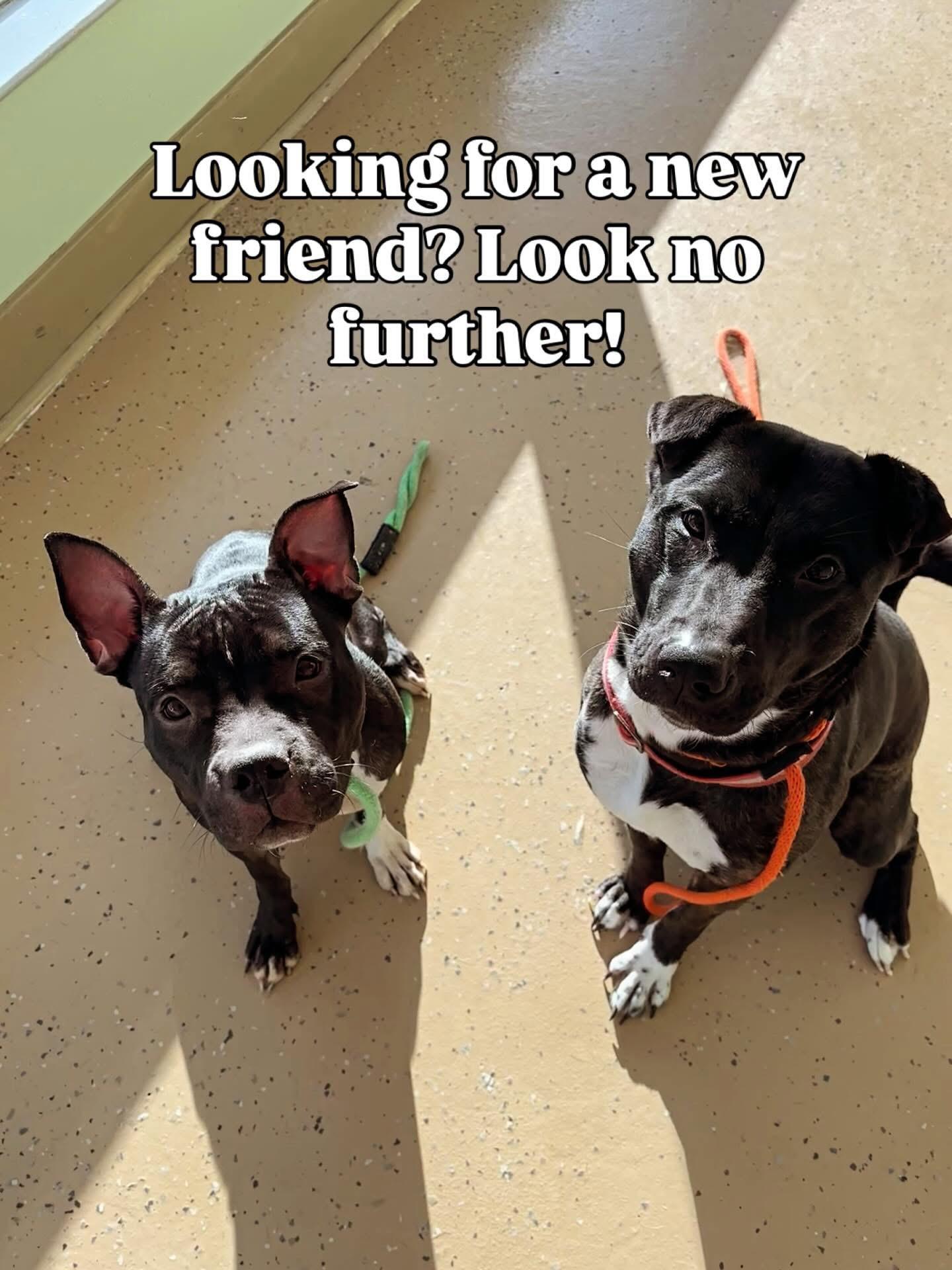 Chloe , a ADOPTABLE mixed breed in Nanuet, NY image 6/6