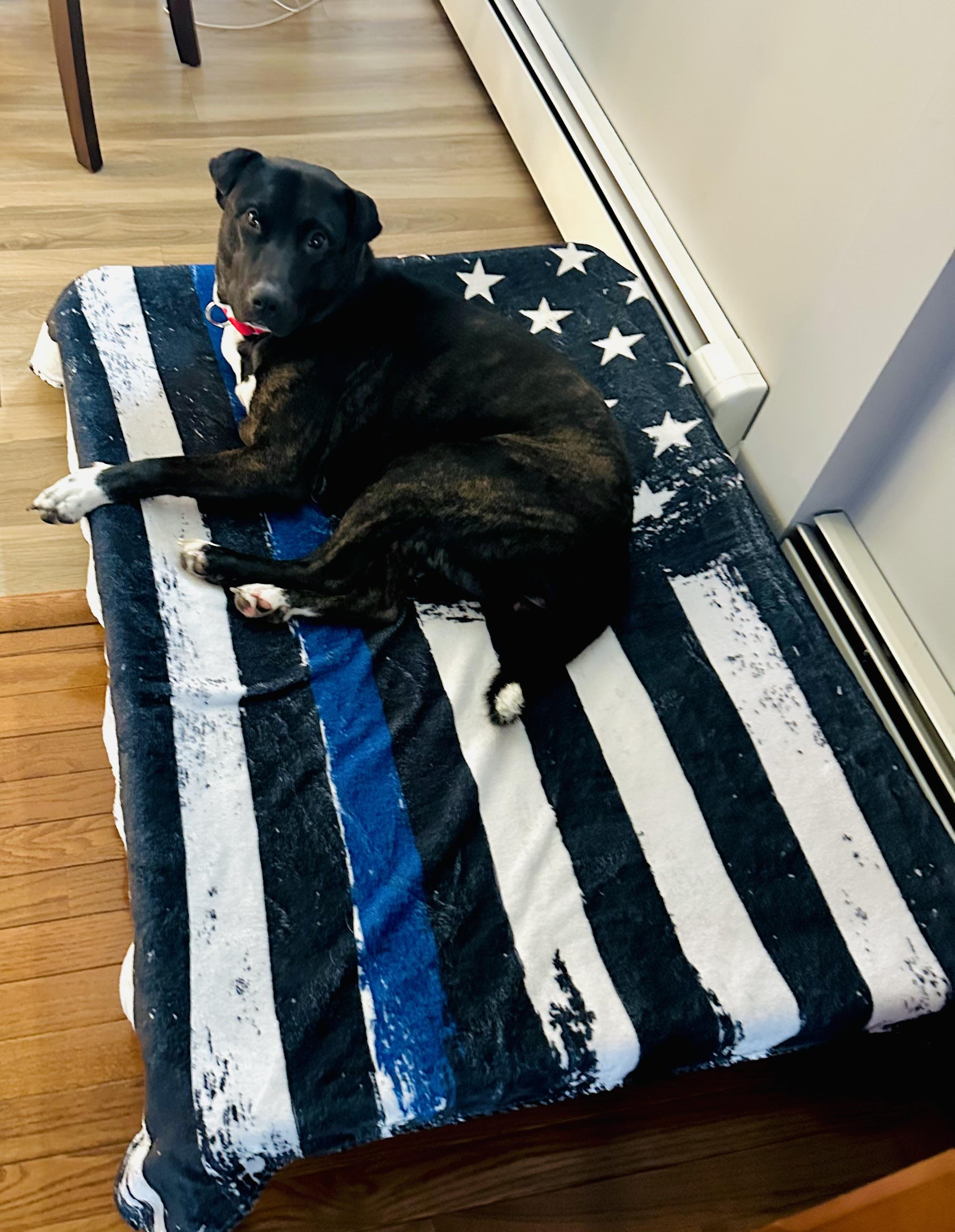 Chloe , a ADOPTABLE mixed breed in Nanuet, NY image 2/6