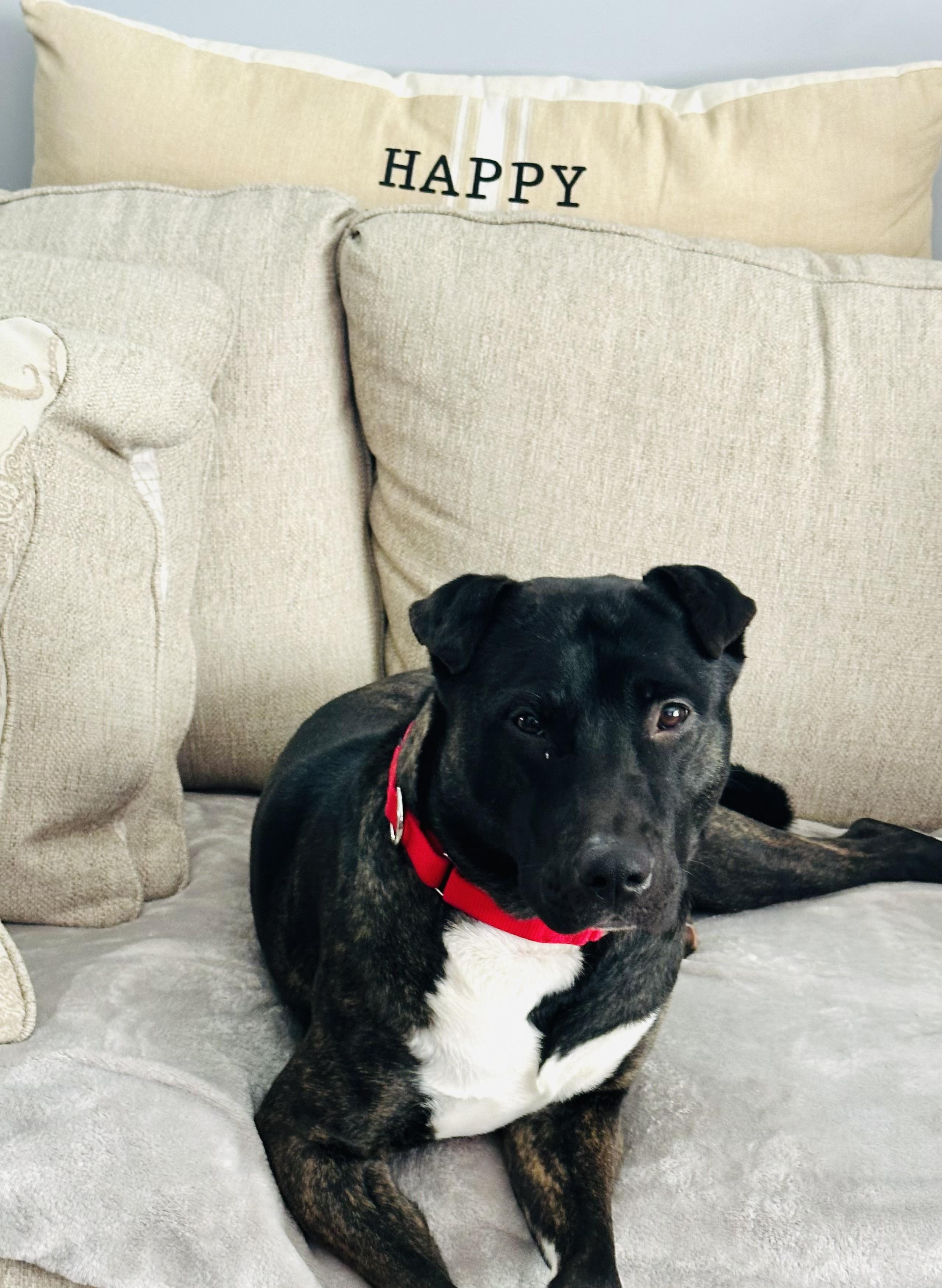 Chloe , a ADOPTABLE mixed breed in Nanuet, NY image 3/6