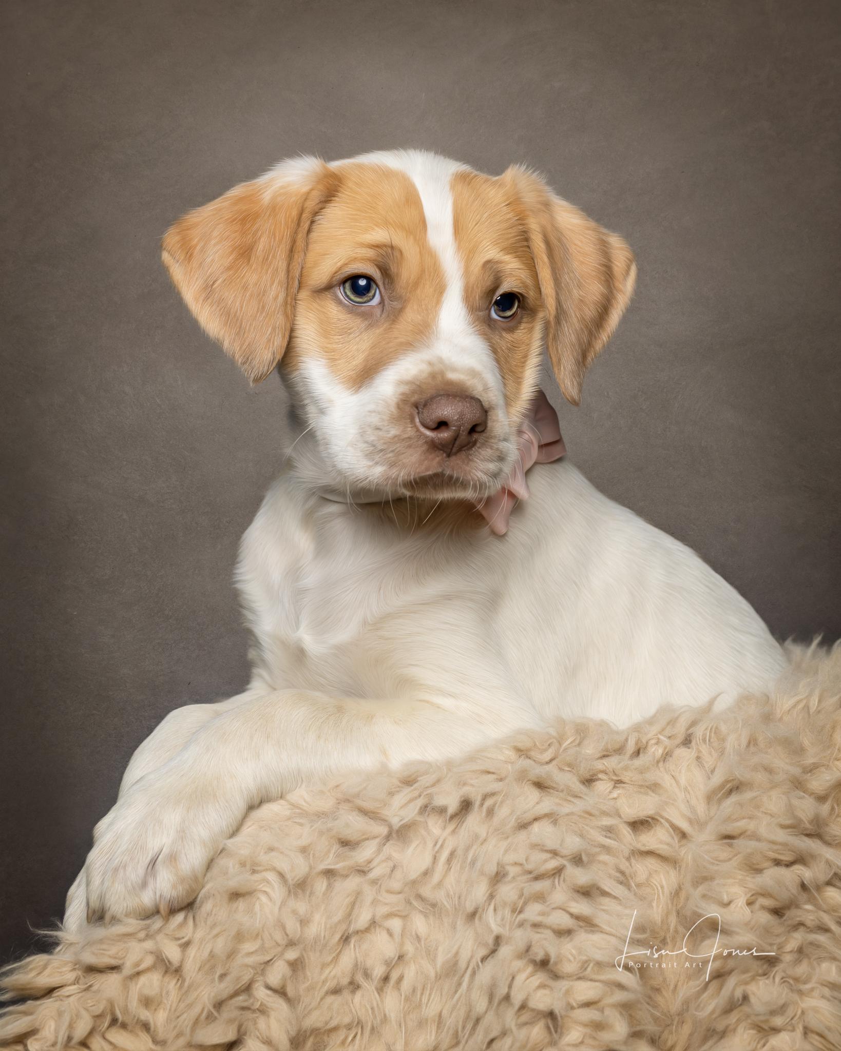 Enlarge Disney, a ADOPTABLE Mixed Breed in Cullman, AL image 1/2