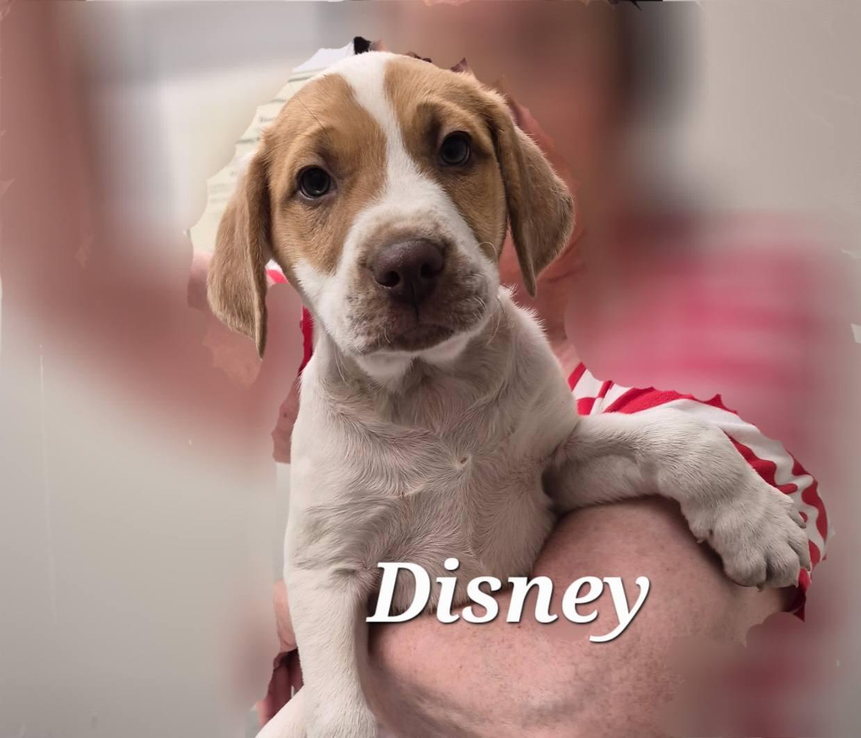 Enlarge Disney, a ADOPTABLE Mixed Breed in Cullman, AL image 2/2