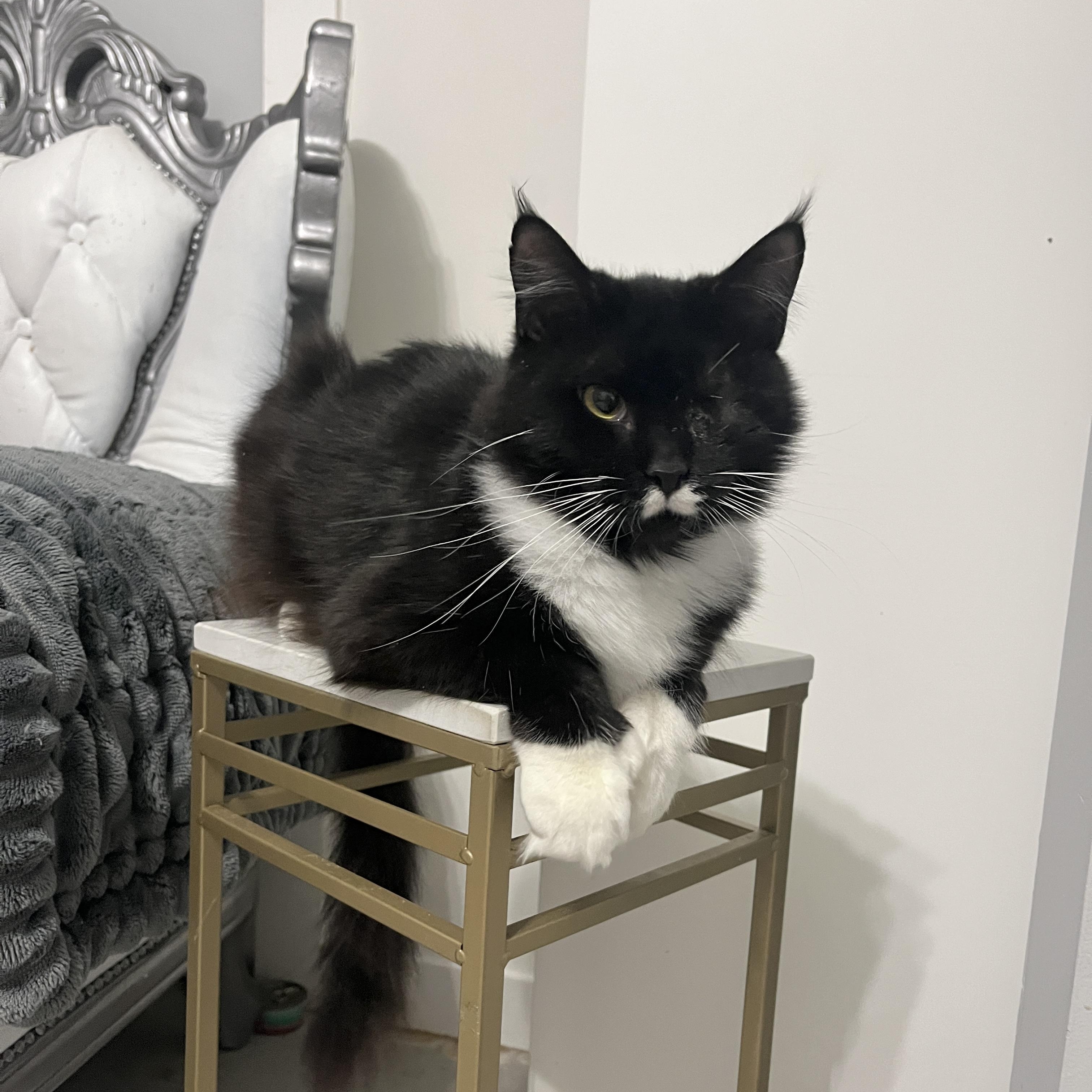 Enlarge Pepper, an adopted mixed breed in Moriches, NY image 2/3