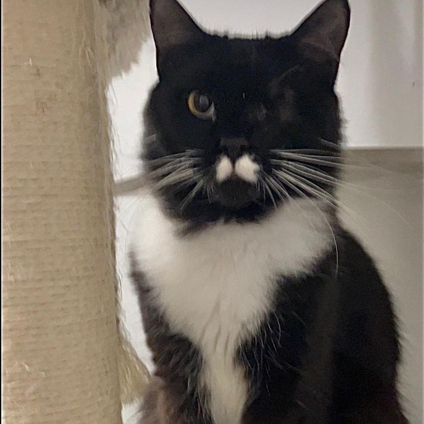 Enlarge Pepper, an adopted mixed breed in Moriches, NY image 3/3