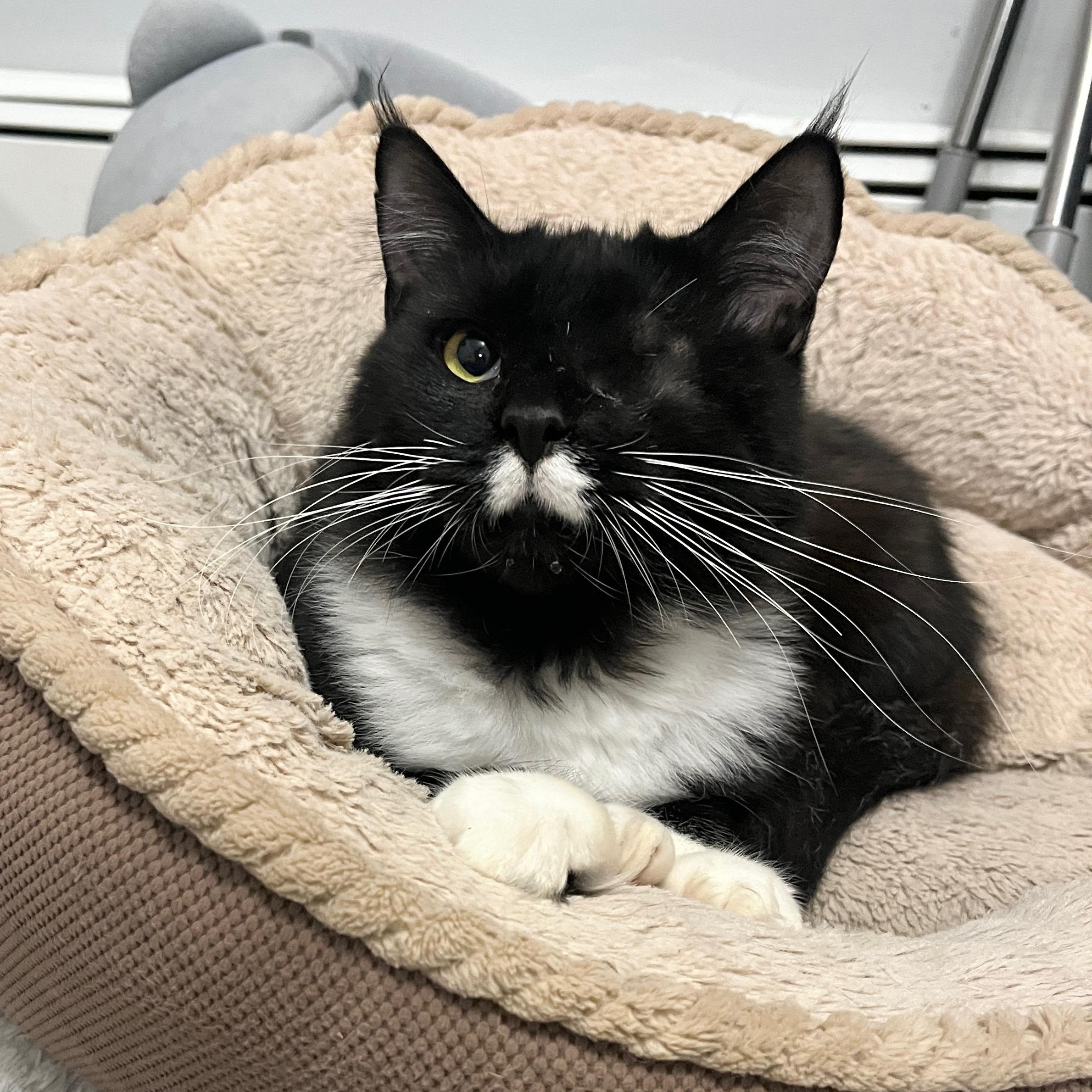 Pepper, adopted, Young Female Maine Coon.